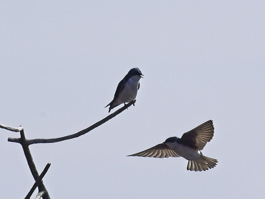 Deux oiseaux sont assis sur une branche et un vole