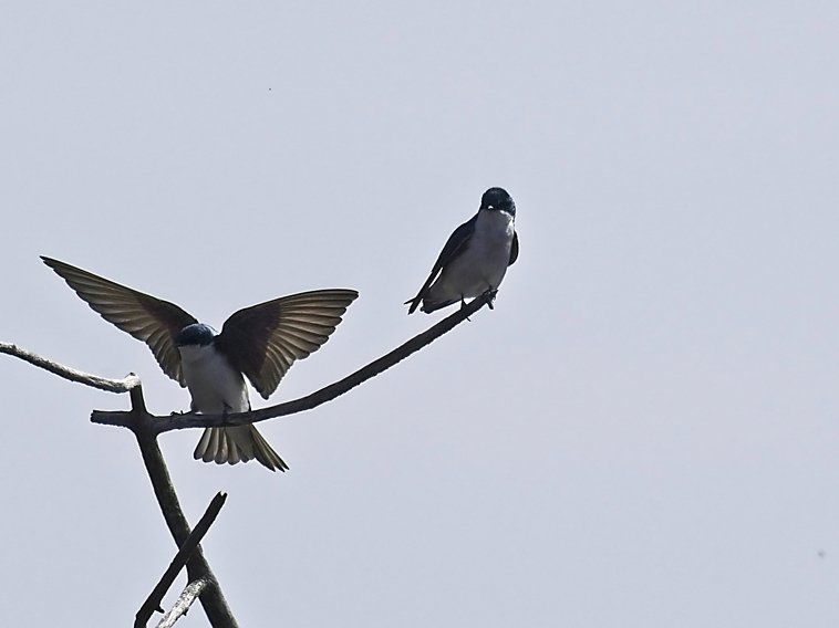 Deux oiseaux perchés sur une branche d'arbre avec leurs ailes déployées