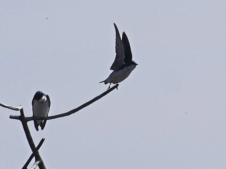 Deux oiseaux perchés sur un fil dont un qui s'envole