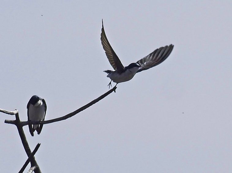 Un oiseau est assis sur une branche d'arbre tandis qu'un autre oiseau vole au-dessus de sa tête