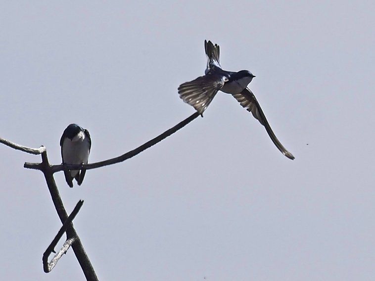 Deux oiseaux perchés sur une branche d'arbre dont un s'envole