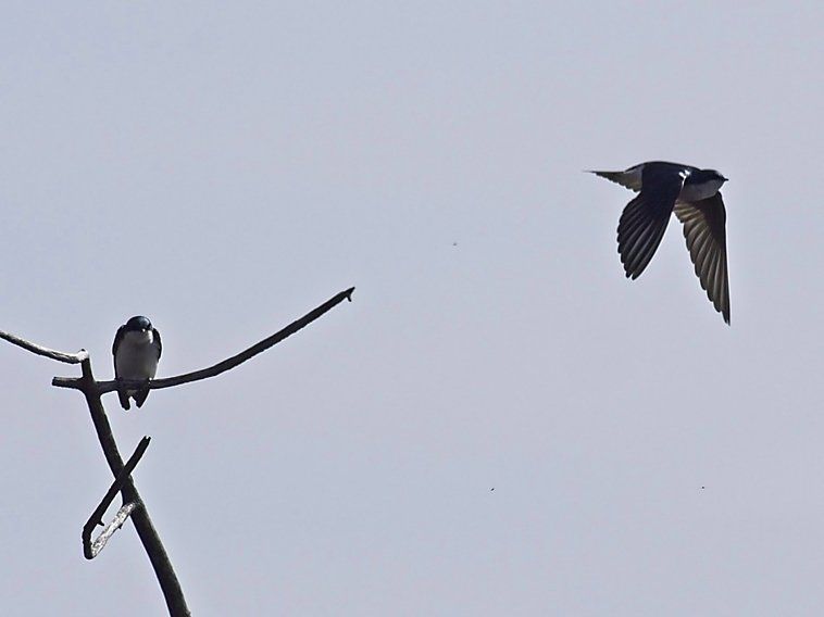 Deux oiseaux sont perchés sur une branche d'arbre et un vole dans le ciel.