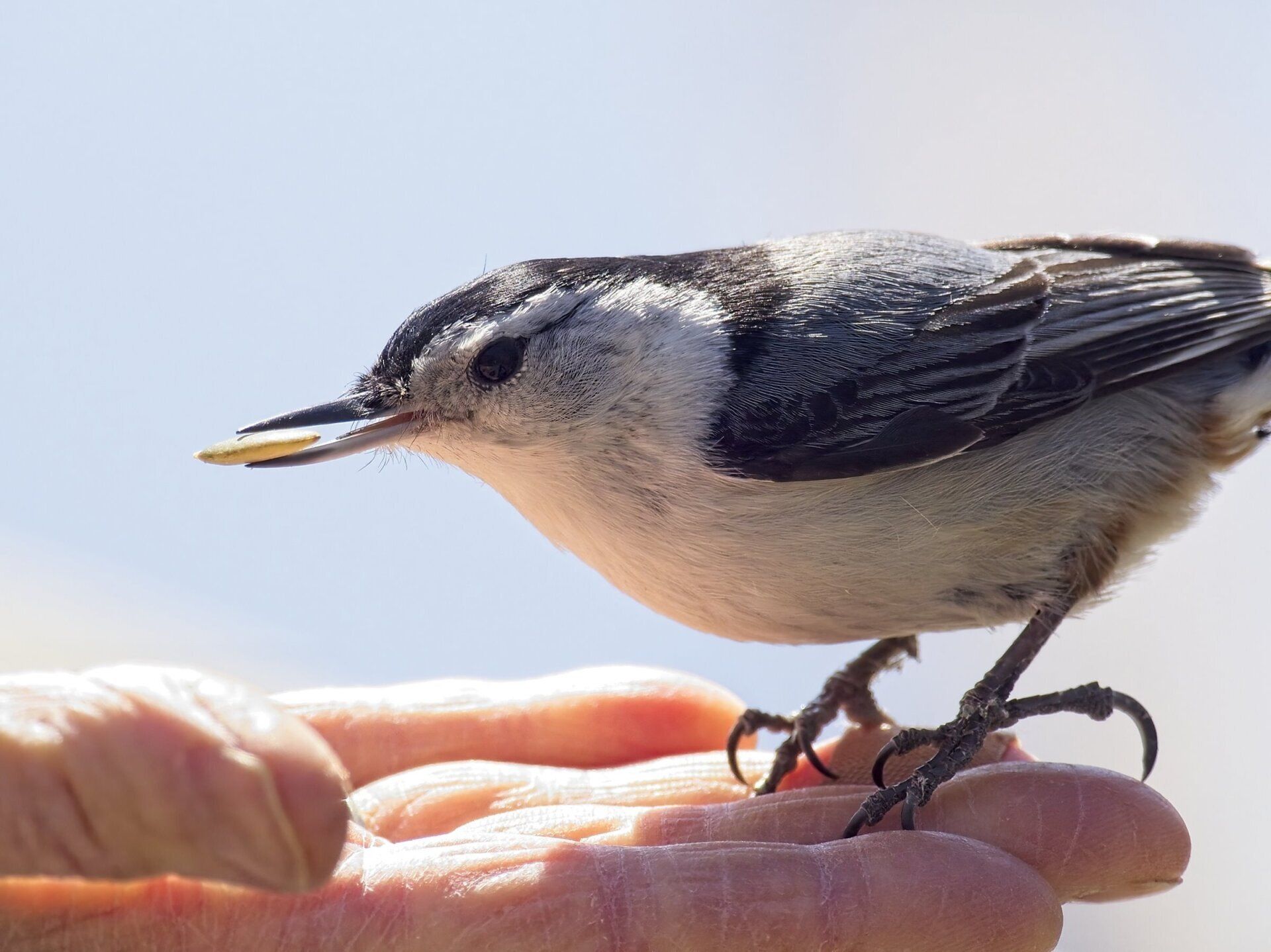 Un petit oiseau est perché sur la main d'une personne