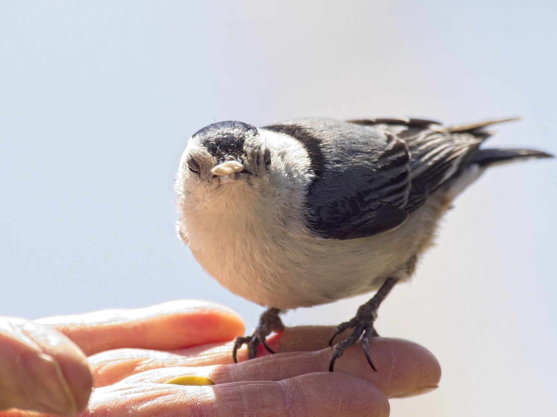Un petit oiseau est perché sur le doigt d'une personne