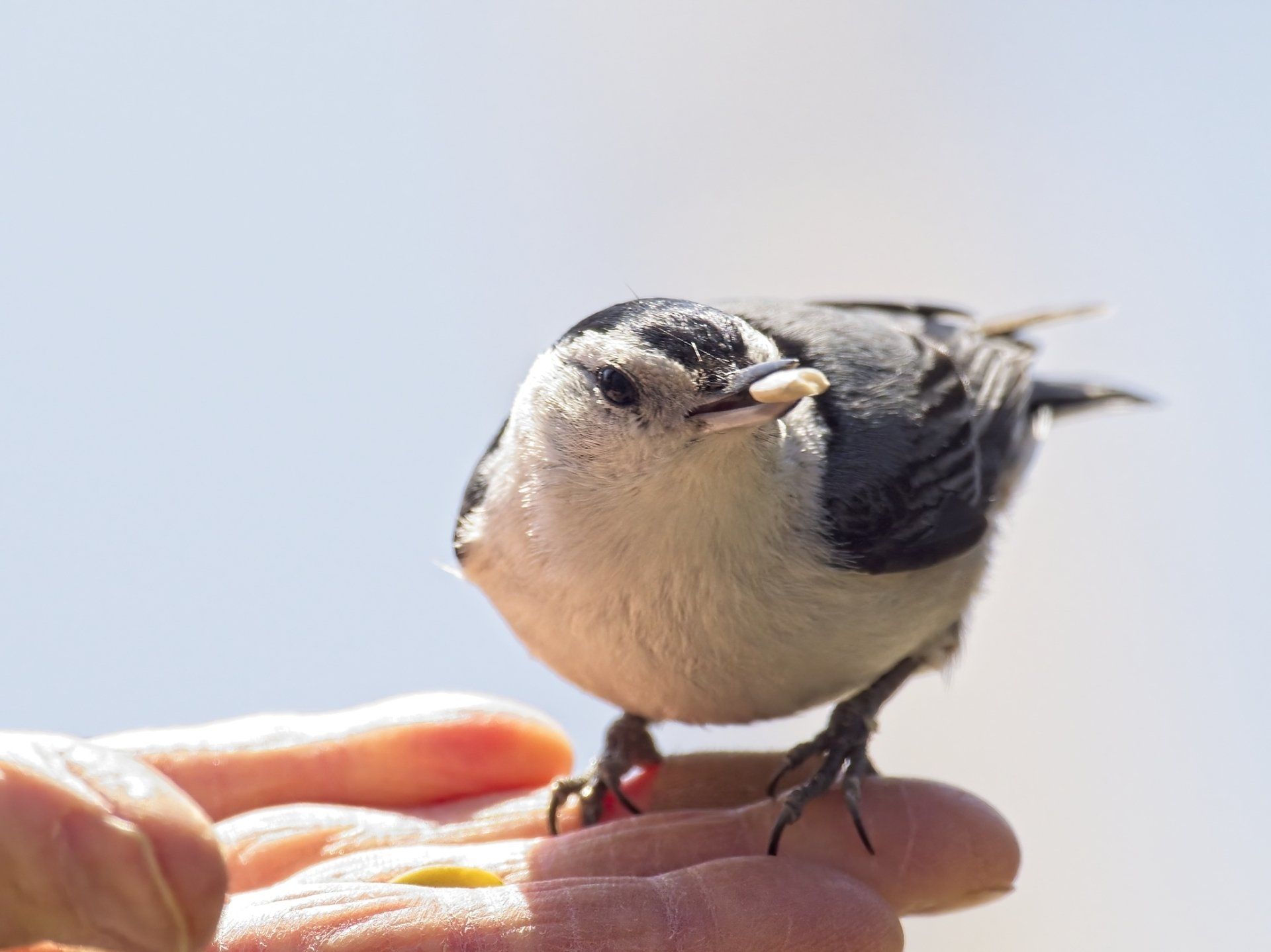 Un petit oiseau est assis sur la main d'une personne avec une noix dans le bec.