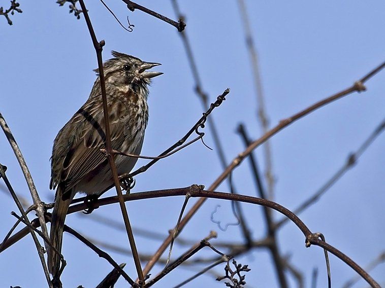 Un petit oiseau perché sur une branche d'arbre chantant