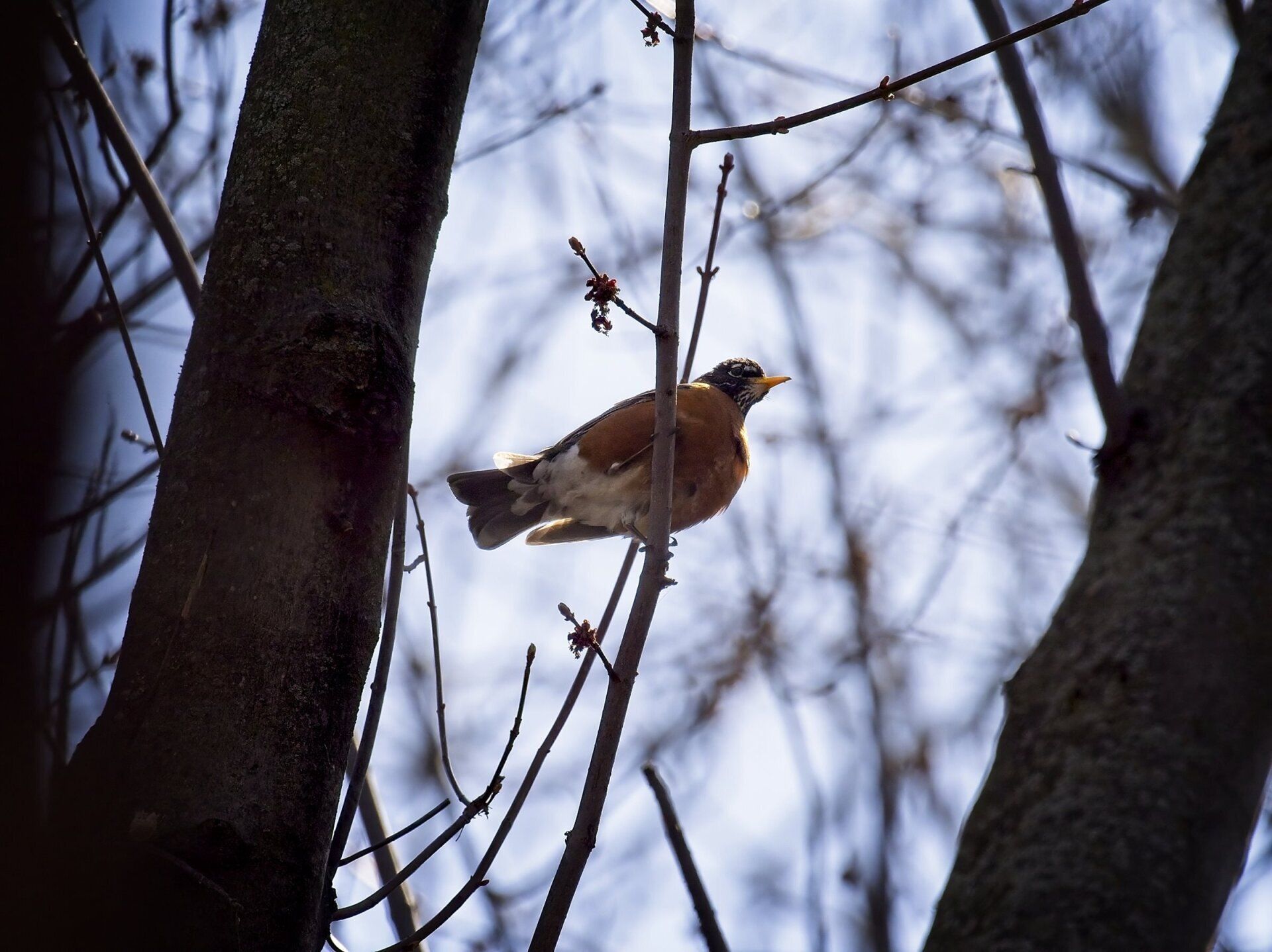 Un oiseau perché sur une branche d'arbre avec un ciel bleu en arrière-plan