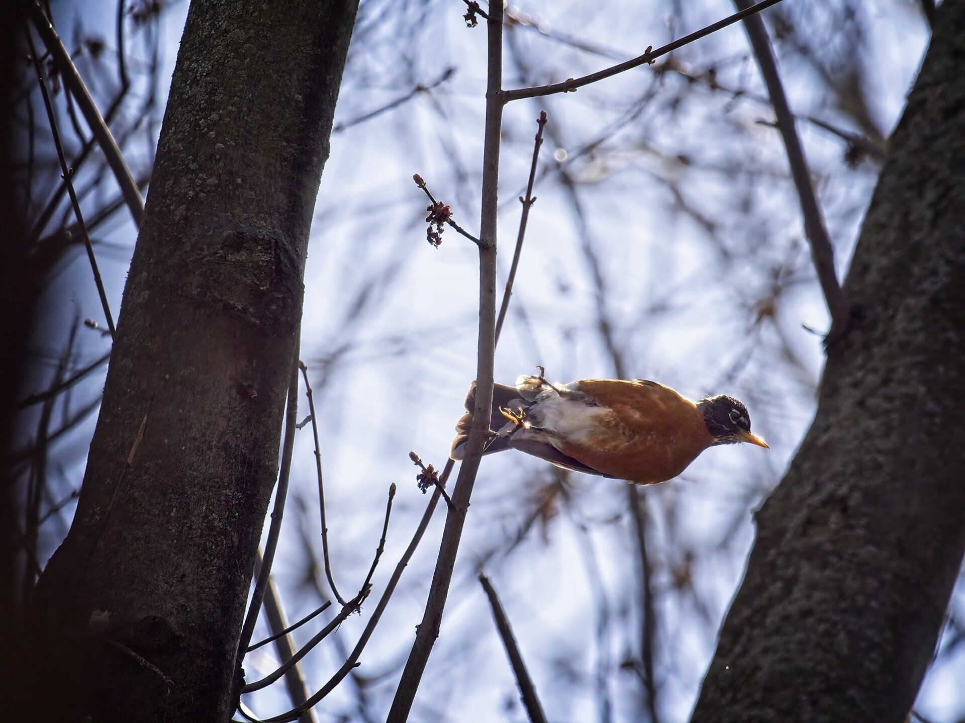 Un oiseau perché sur une branche d'arbre regardant le ciel