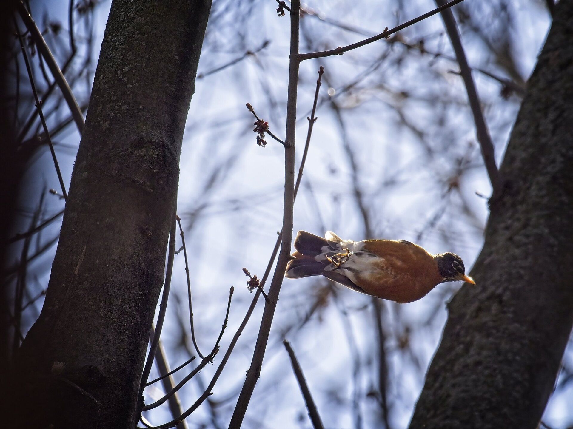 Un oiseau est perché sur une branche d’arbre regardant le ciel