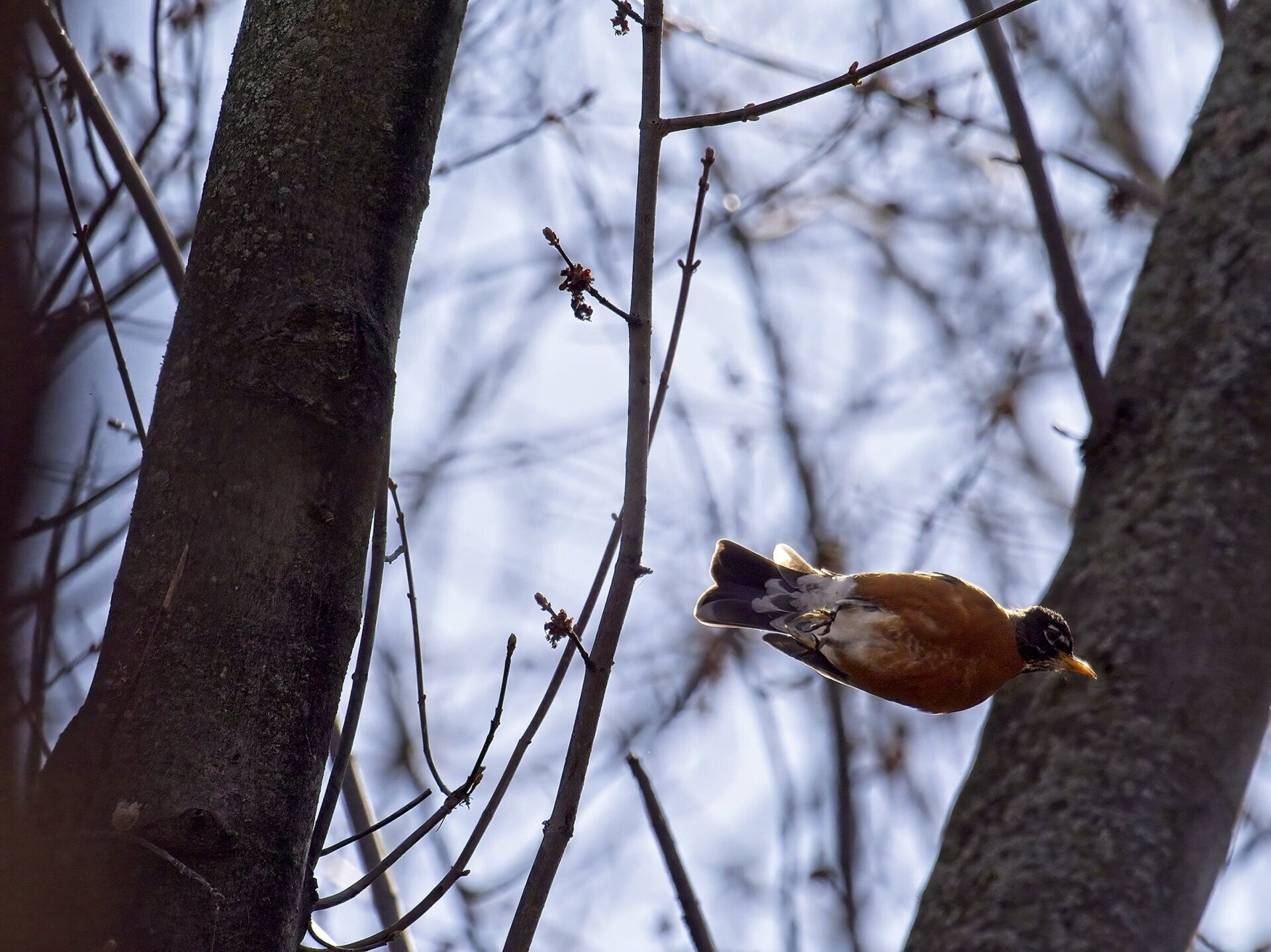 Un oiseau vole dans les airs entre deux arbres