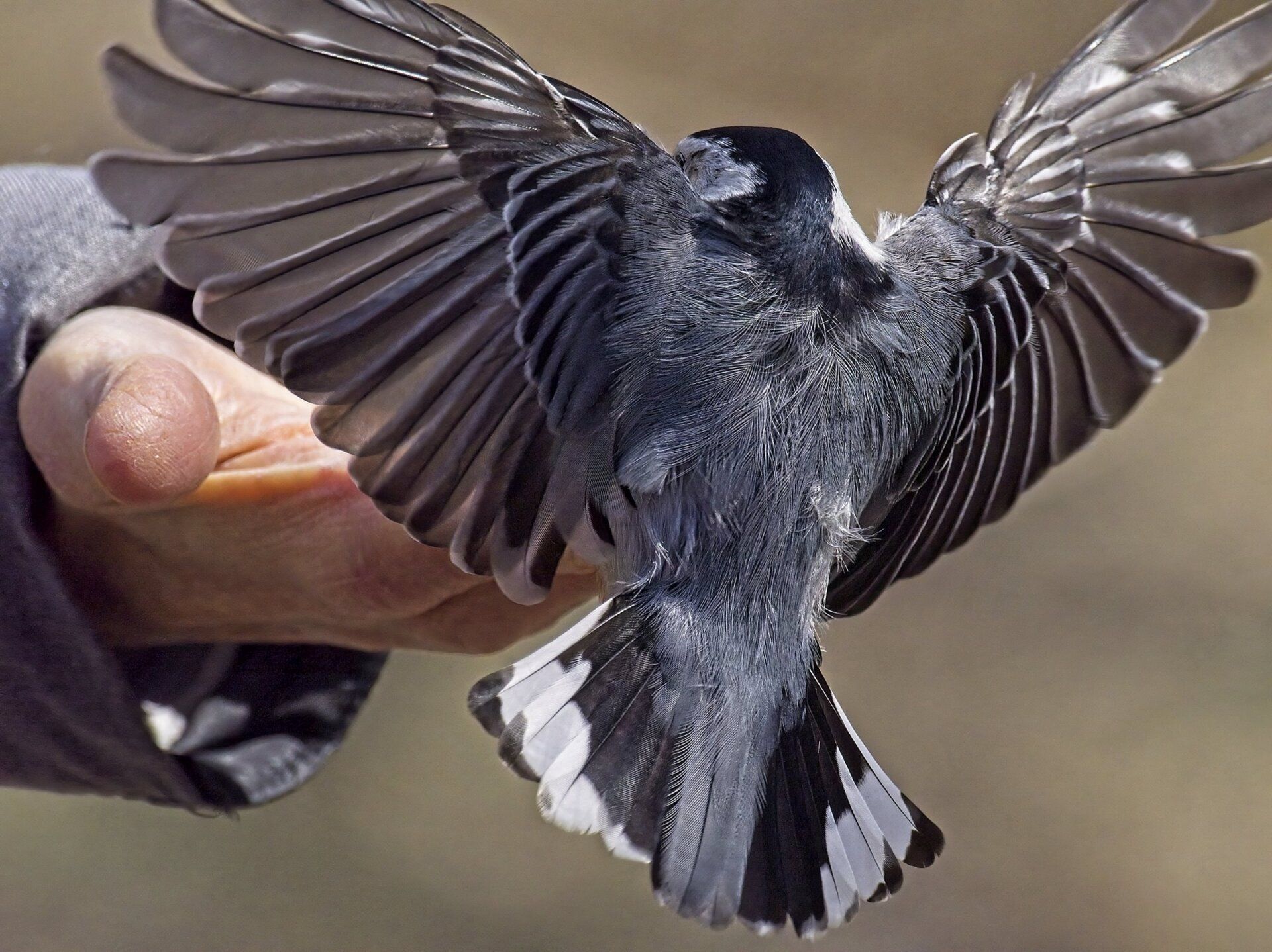 Une personne tient un oiseau avec ses ailes déployées