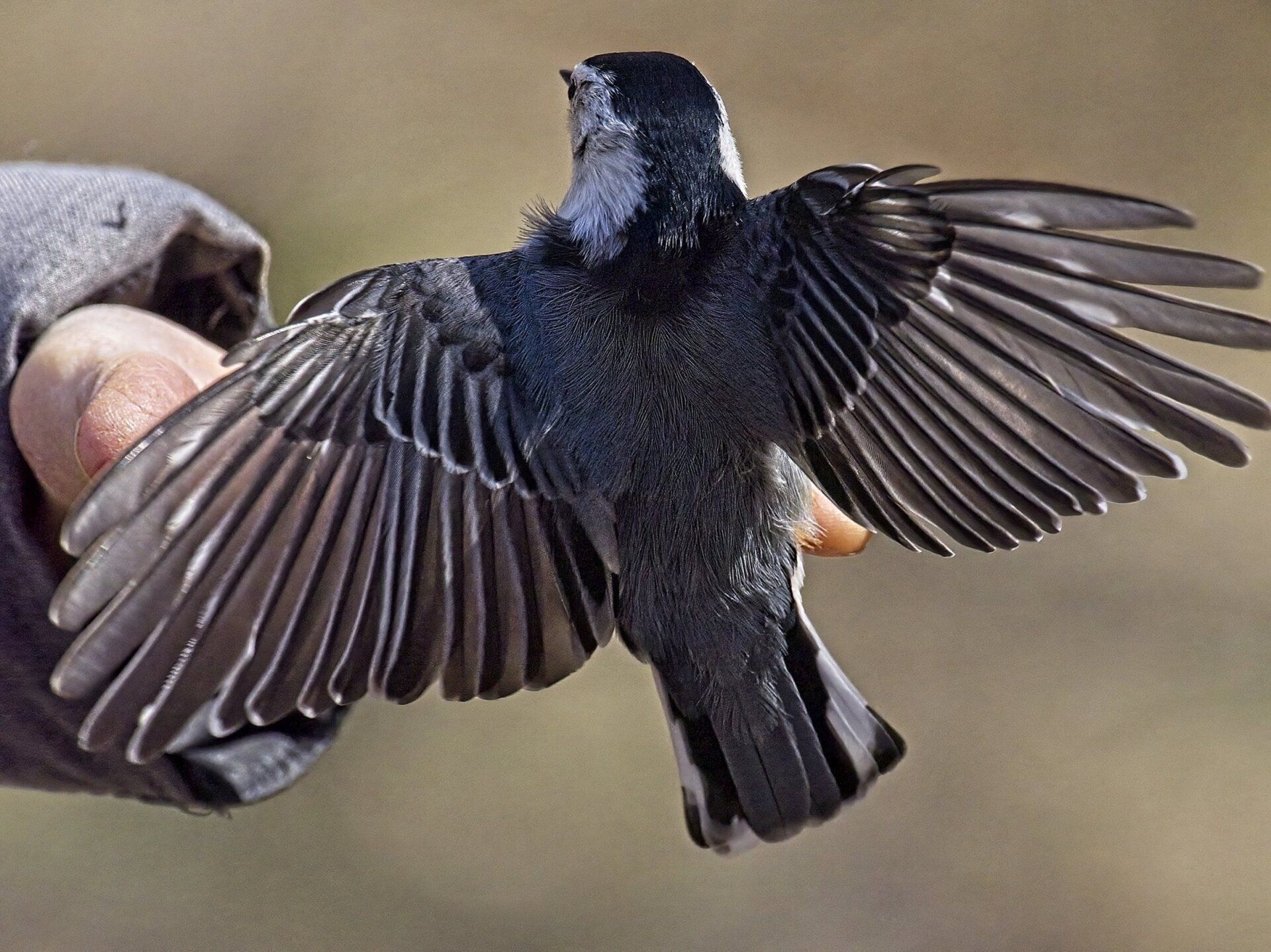 Une personne tient un oiseau noir avec ses ailes déployées