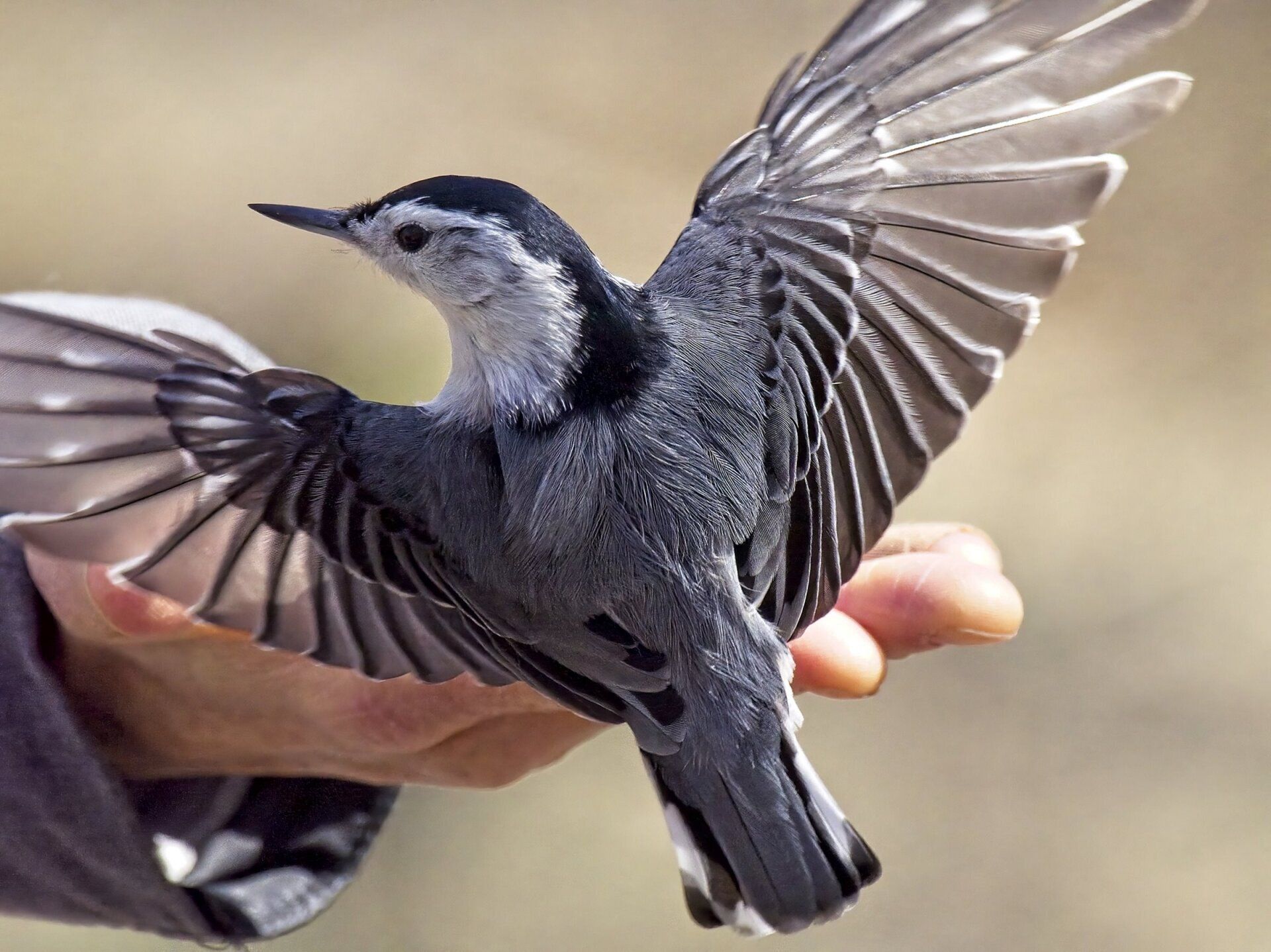Une personne tient un petit oiseau avec ses ailes déployées