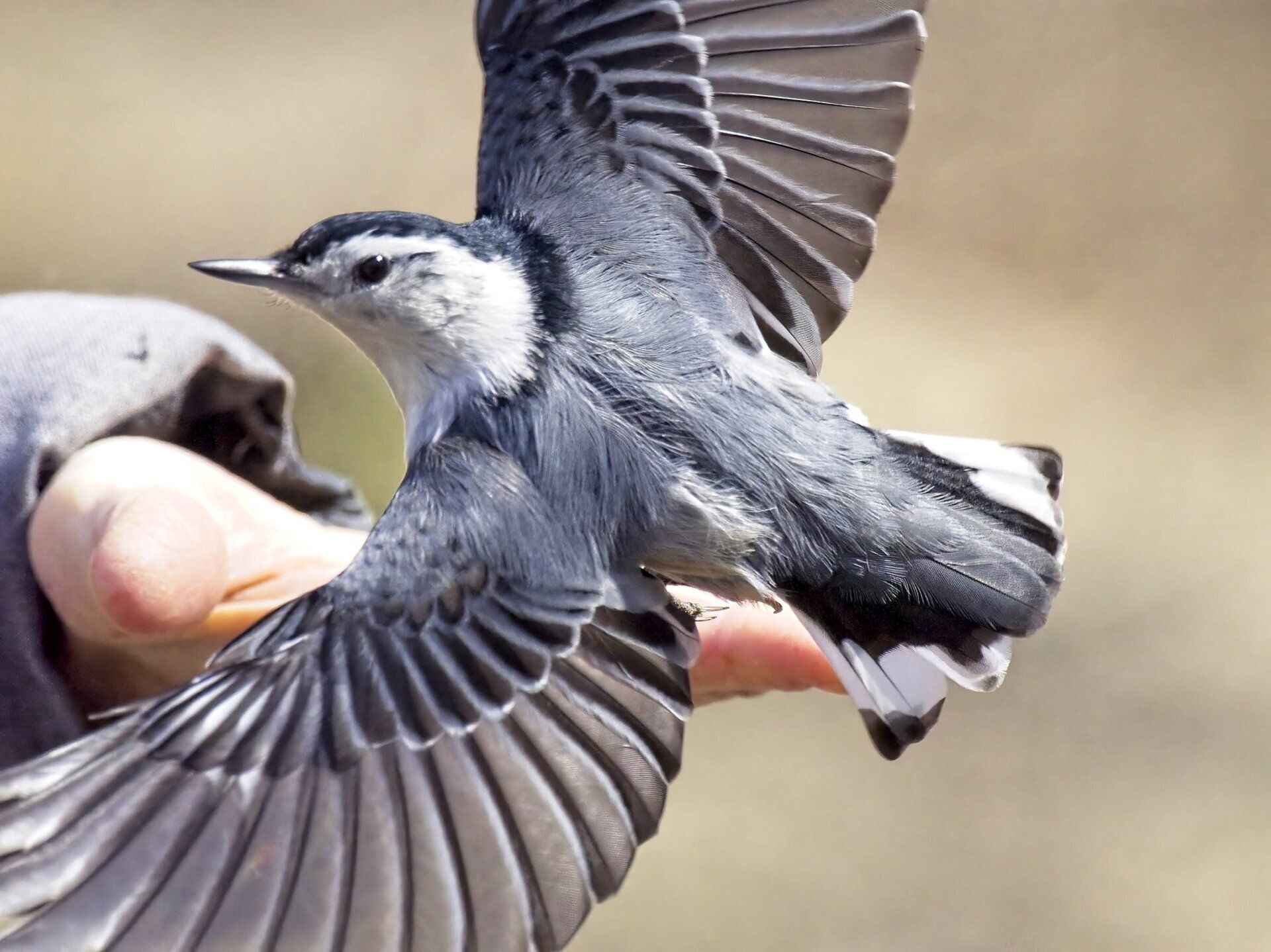 Une personne tient un petit oiseau dans sa main