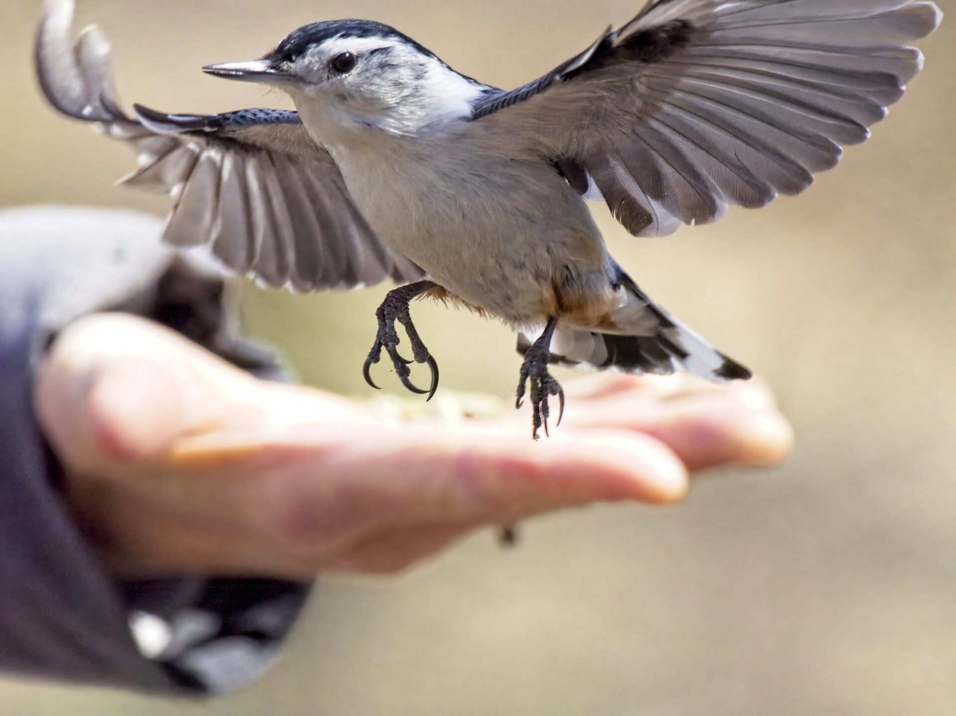 Une personne tient un petit oiseau dans sa main