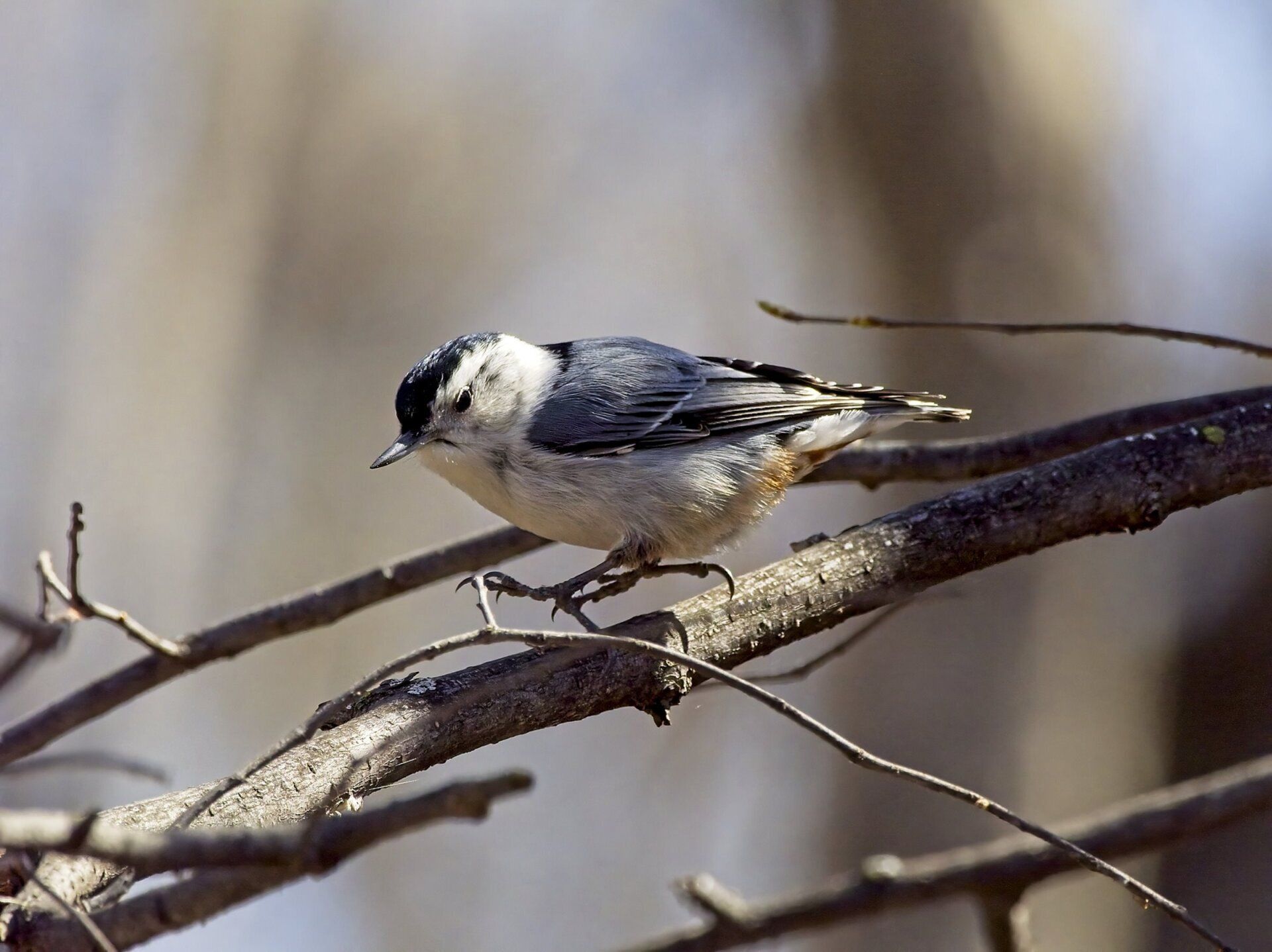 Un petit oiseau perché sur une branche d'arbre.