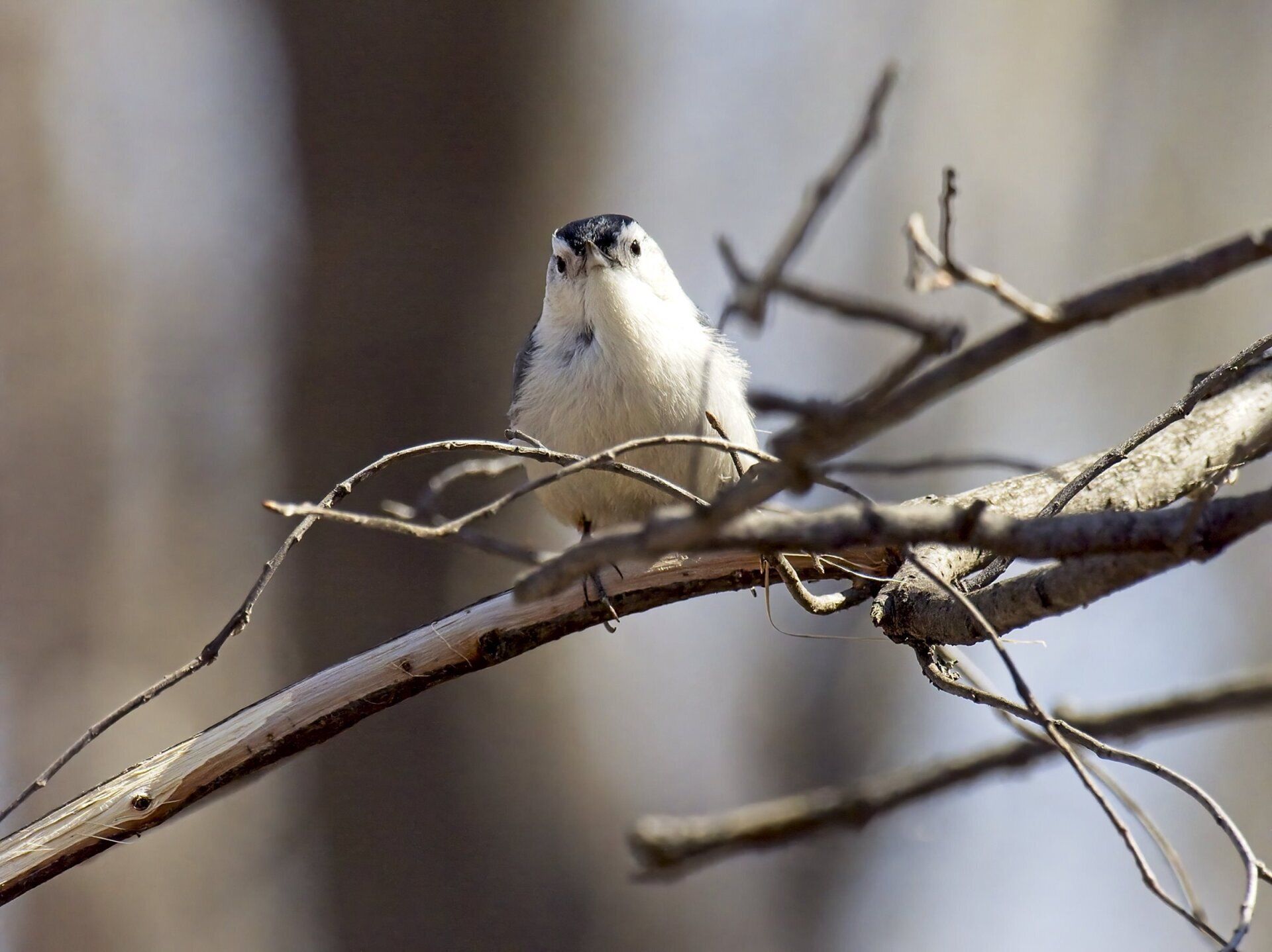 Un petit oiseau blanc est perché sur une branche d'arbre.