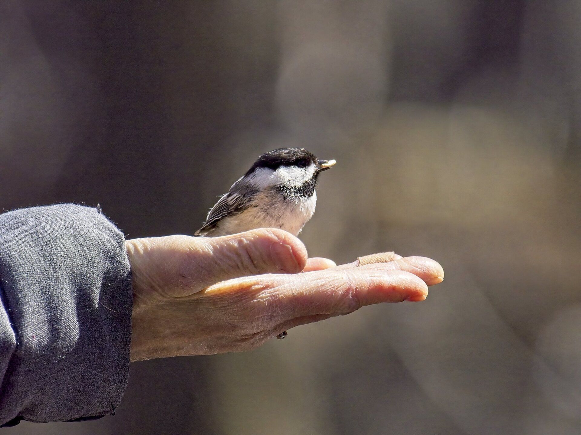 Une personne nourrit un petit oiseau de sa main.