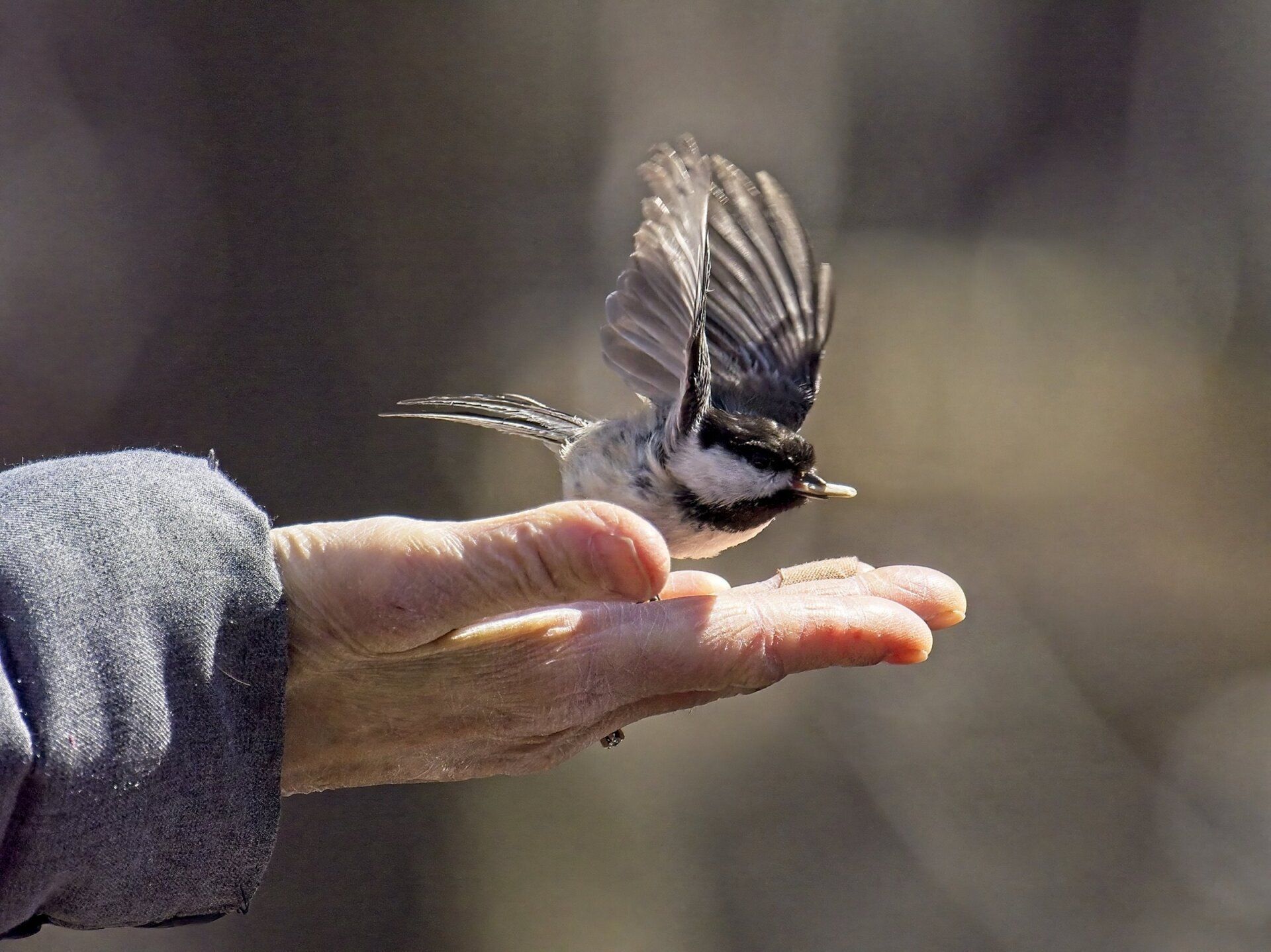 Une personne nourrit un petit oiseau de sa main.