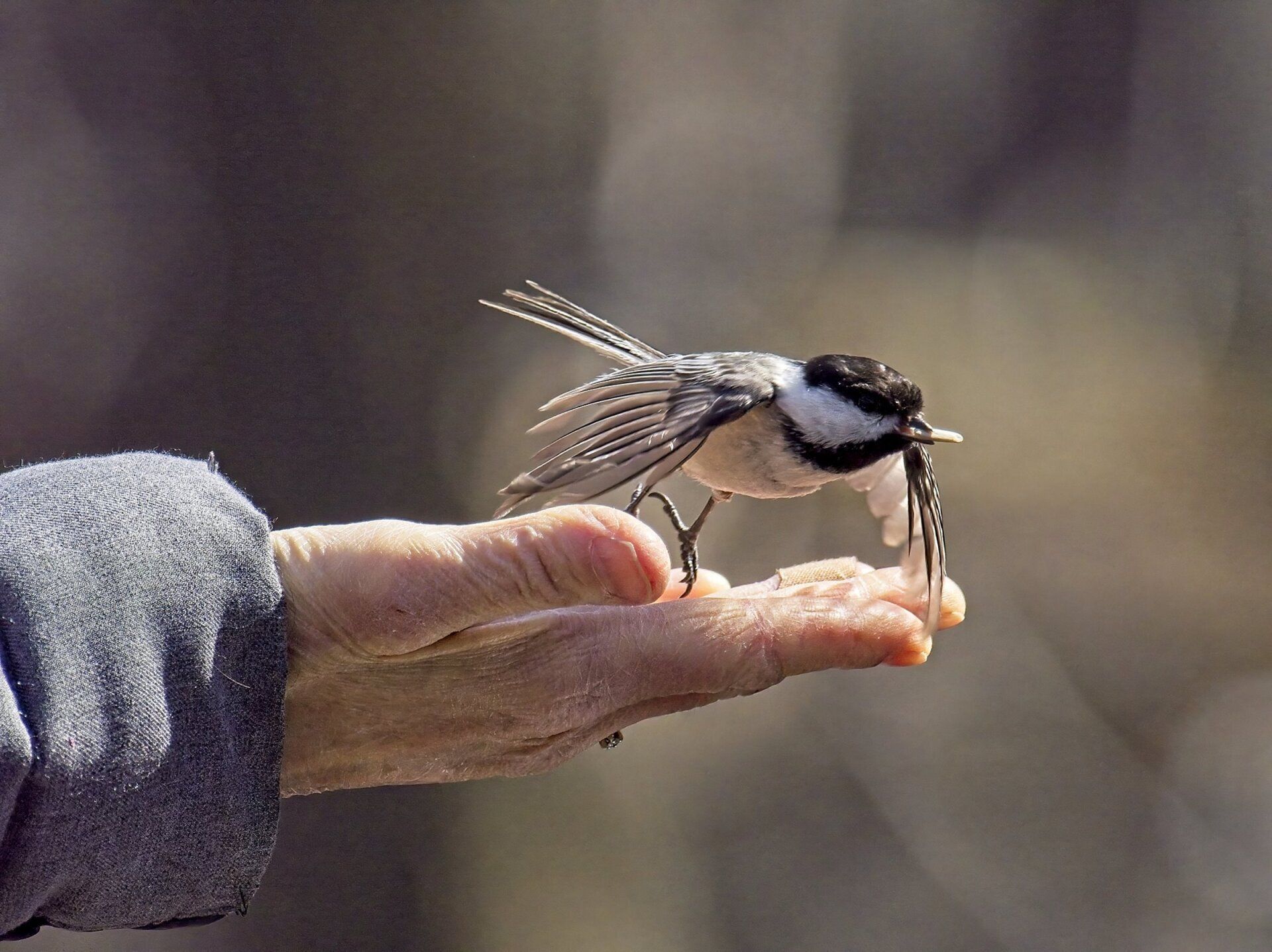 Un petit oiseau est perché sur le doigt d'une personne.