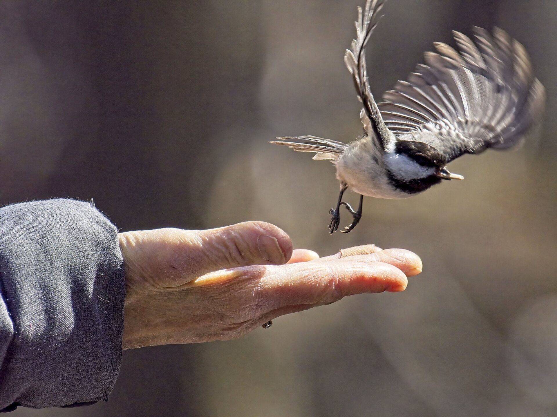 Une personne nourrit un petit oiseau de sa main