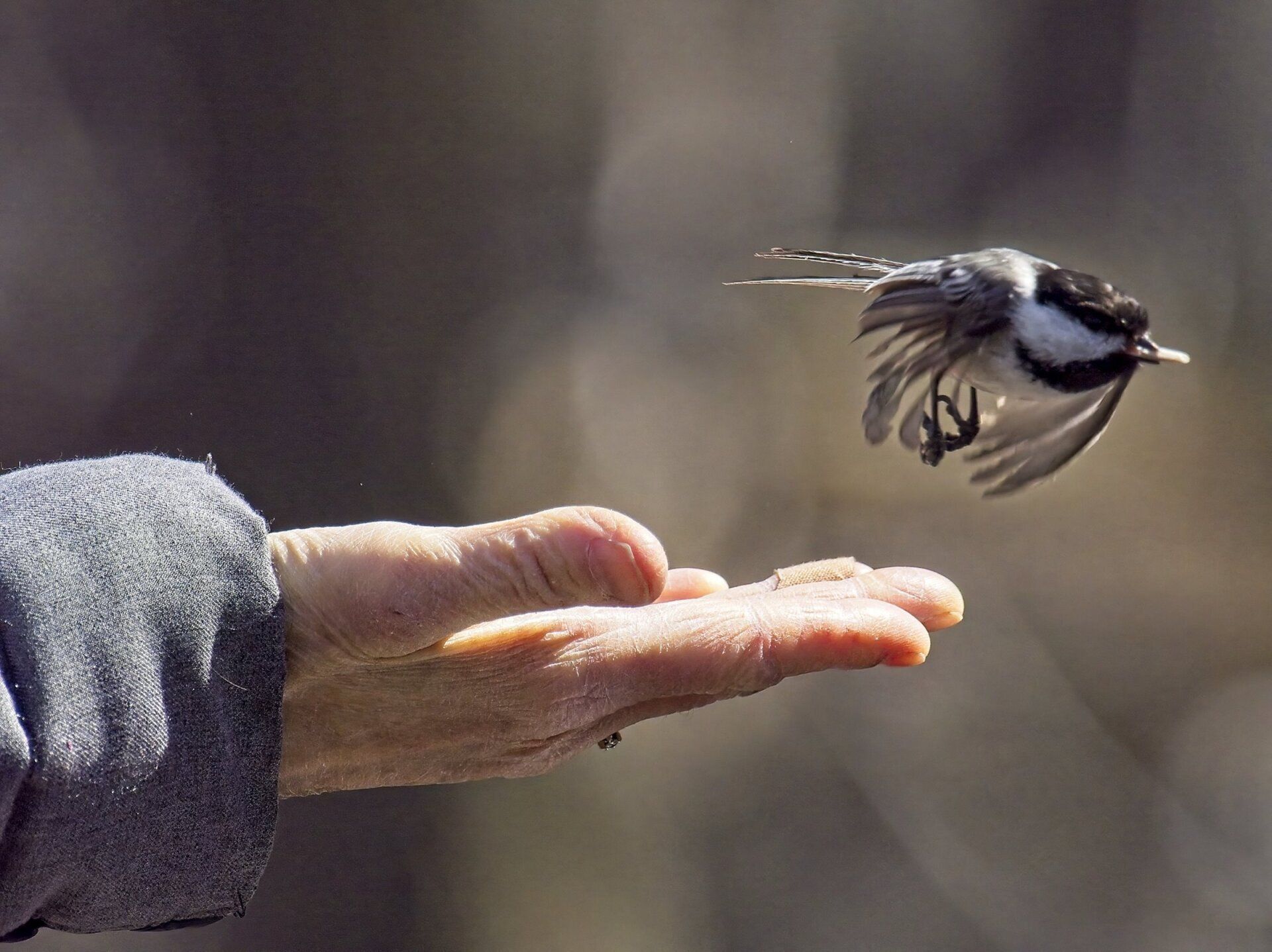 Un oiseau vole vers la main d'une personne