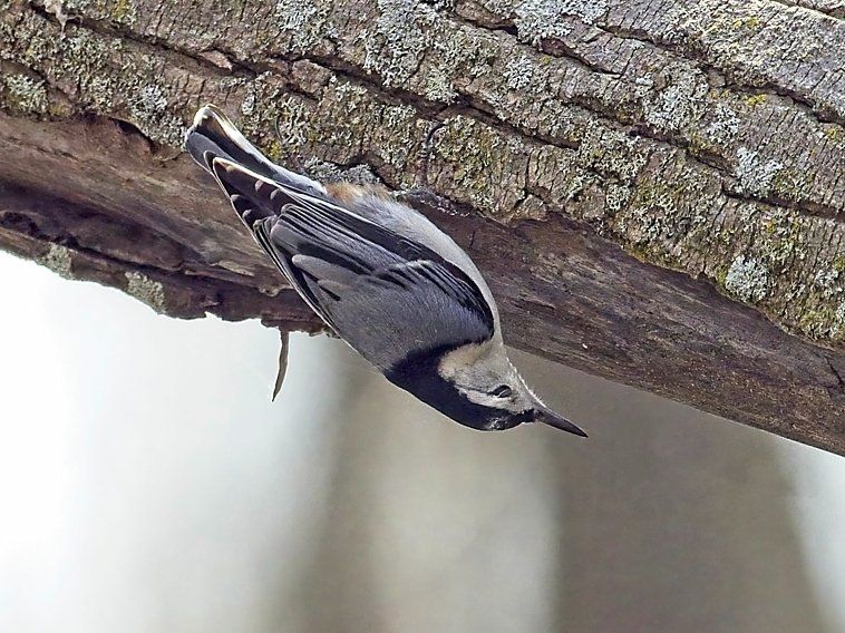 Un petit oiseau est perché sur une branche d'arbre.