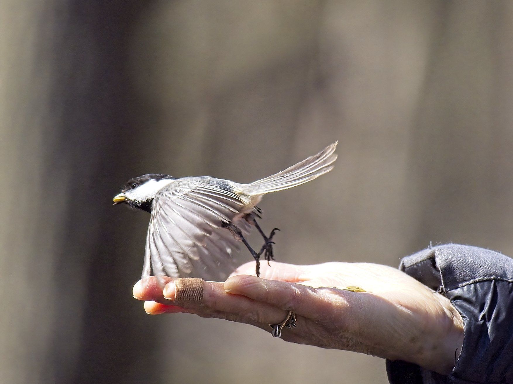 Une personne tient un petit oiseau dans sa main.