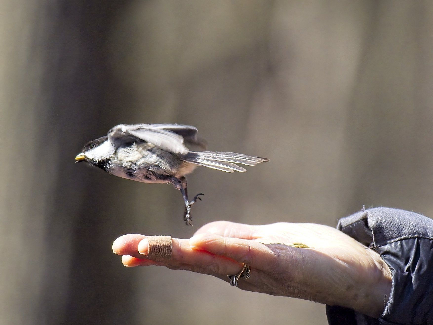 Un petit oiseau survole la main d'une personne