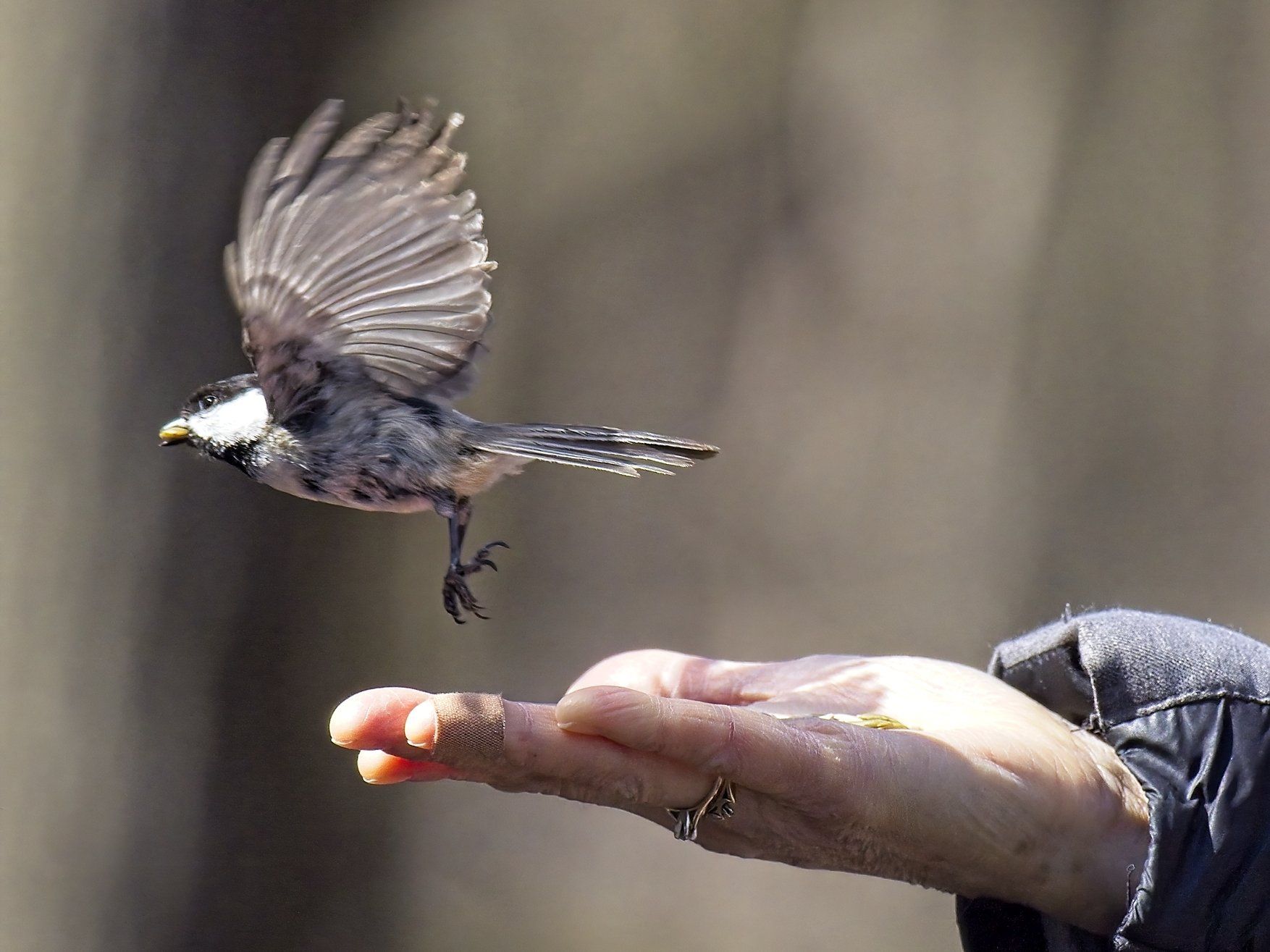 Un oiseau vole au-dessus de la main d'une personne