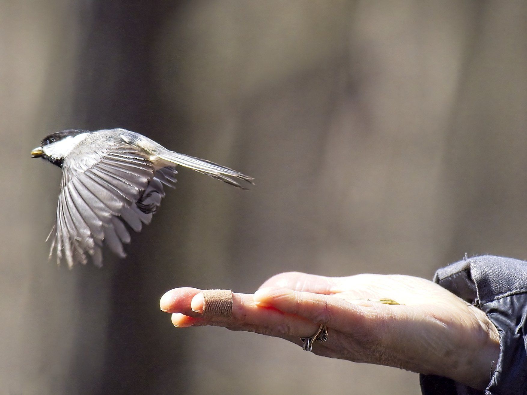 Un oiseau vole au-dessus de la main d'une personne
