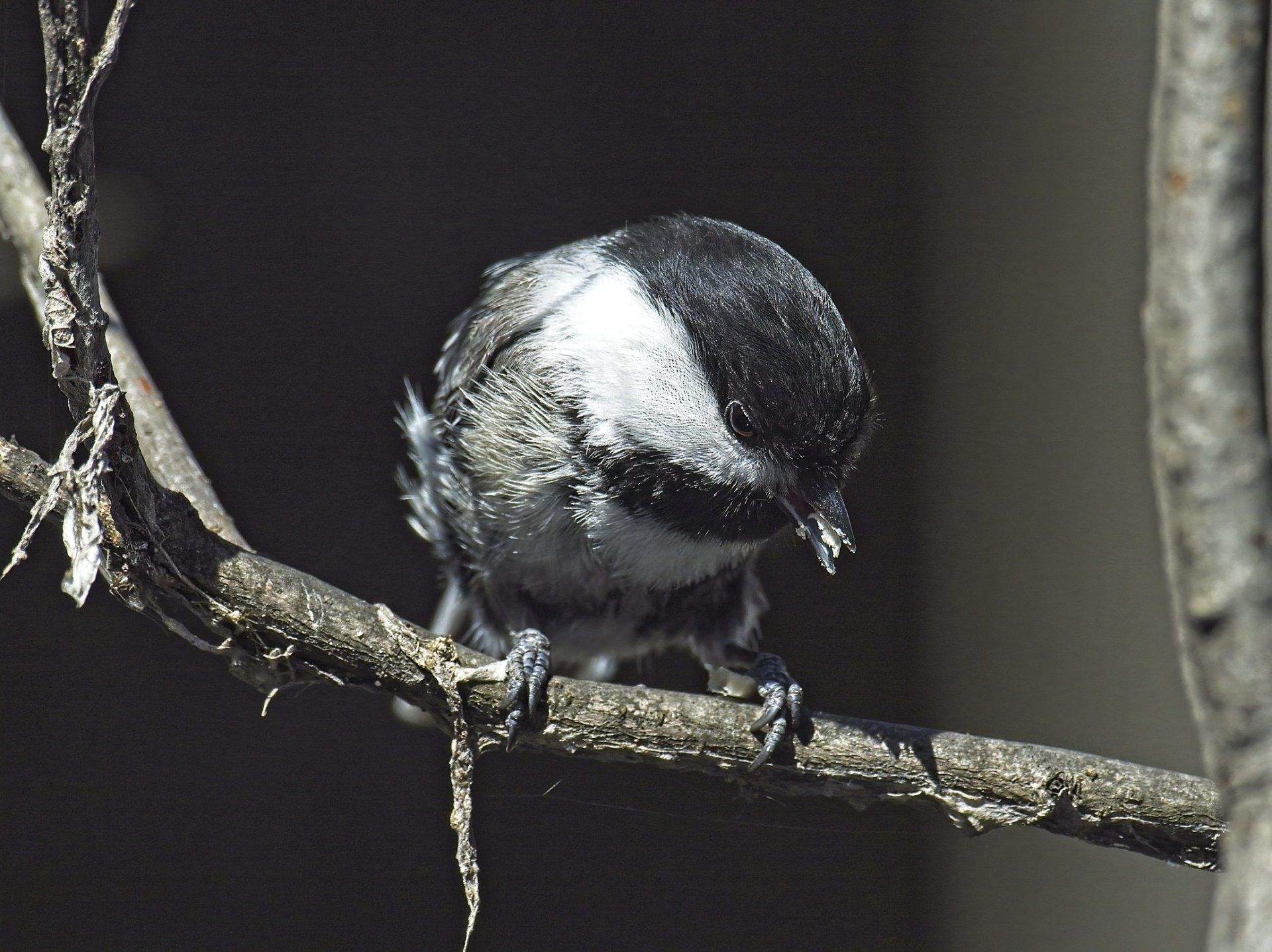 Un petit oiseau noir et blanc perché sur une branche d'arbre