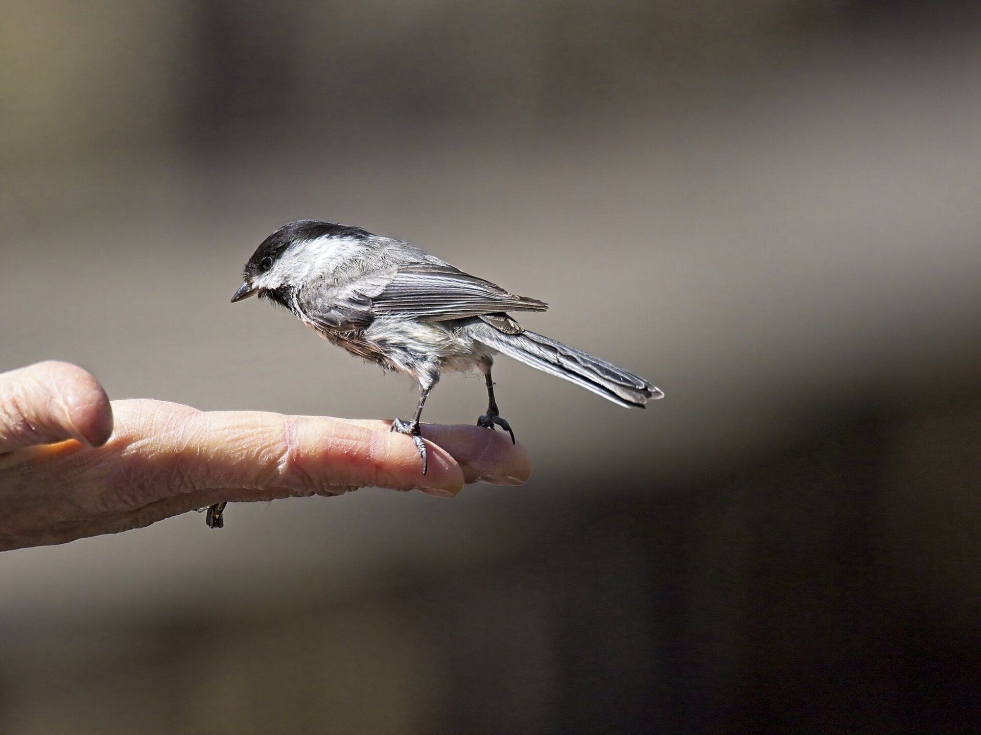 Un petit oiseau est perché sur le doigt d'une personne.