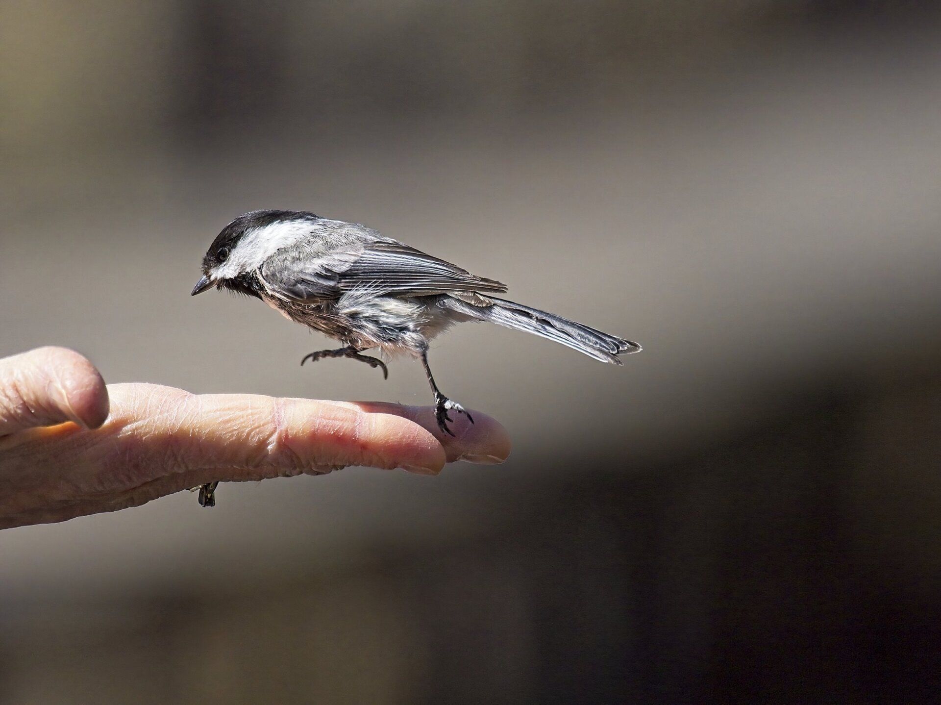Un petit oiseau est perché sur le doigt d'une personne.