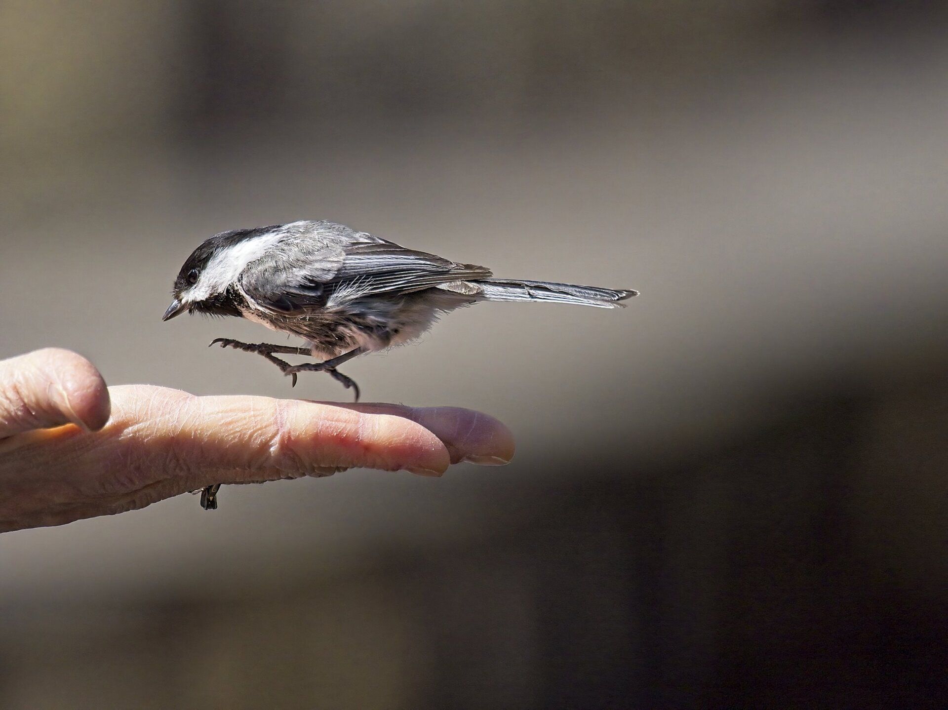 Un petit oiseau est perché sur le doigt d'une personne