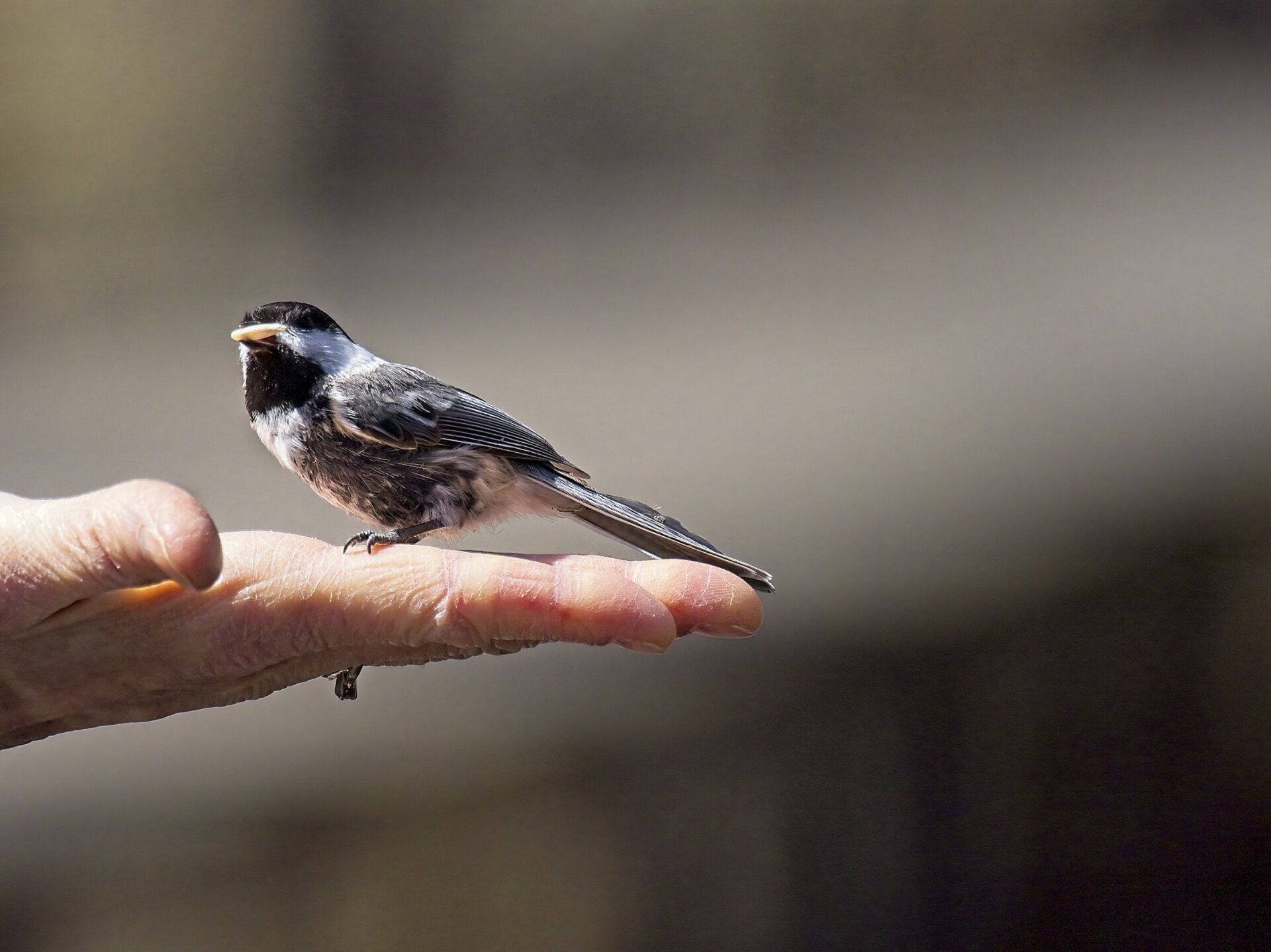 Un petit oiseau est perché sur le doigt d'une personne.