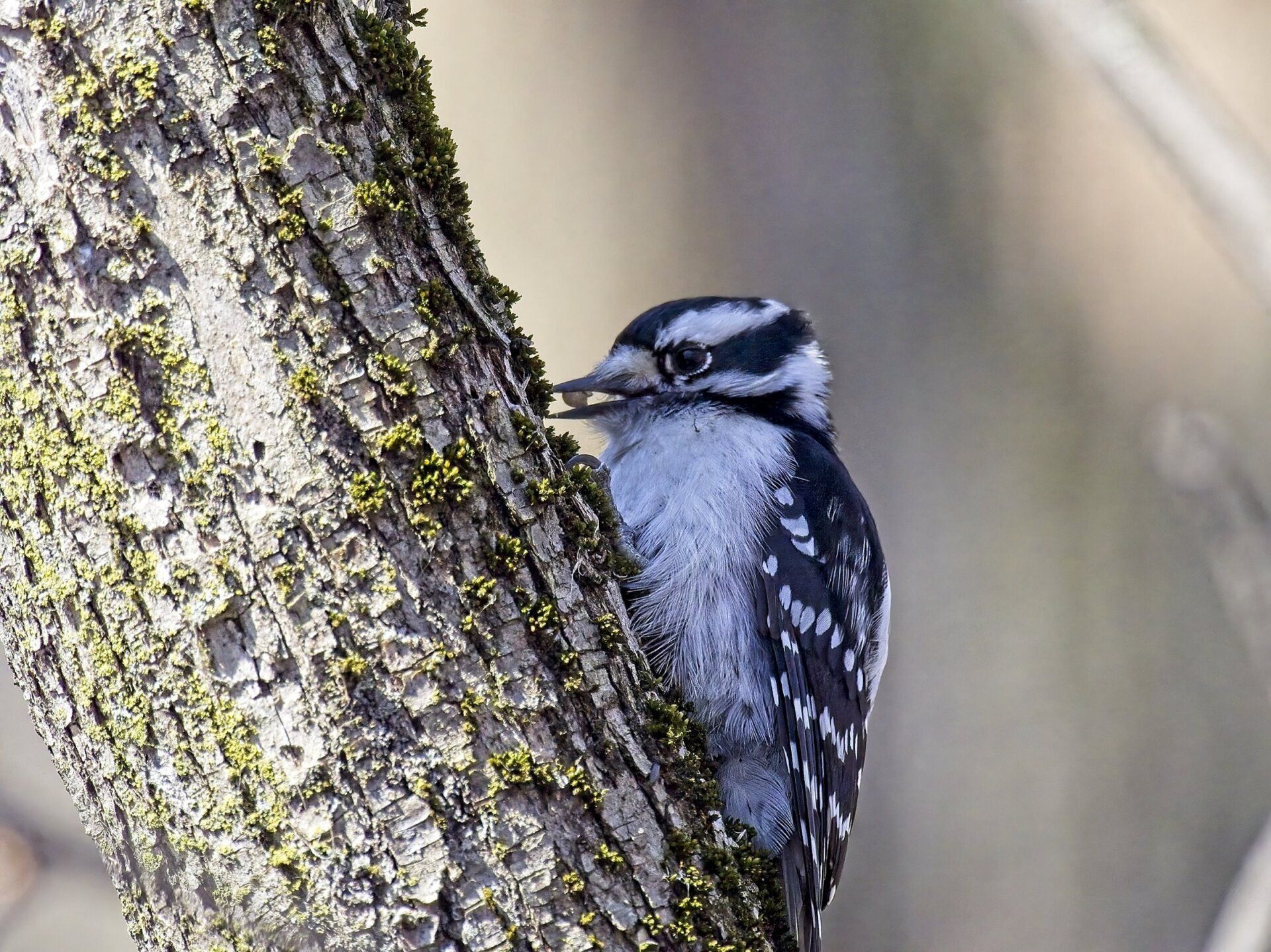 Un oiseau noir et blanc perché sur une branche d'arbre