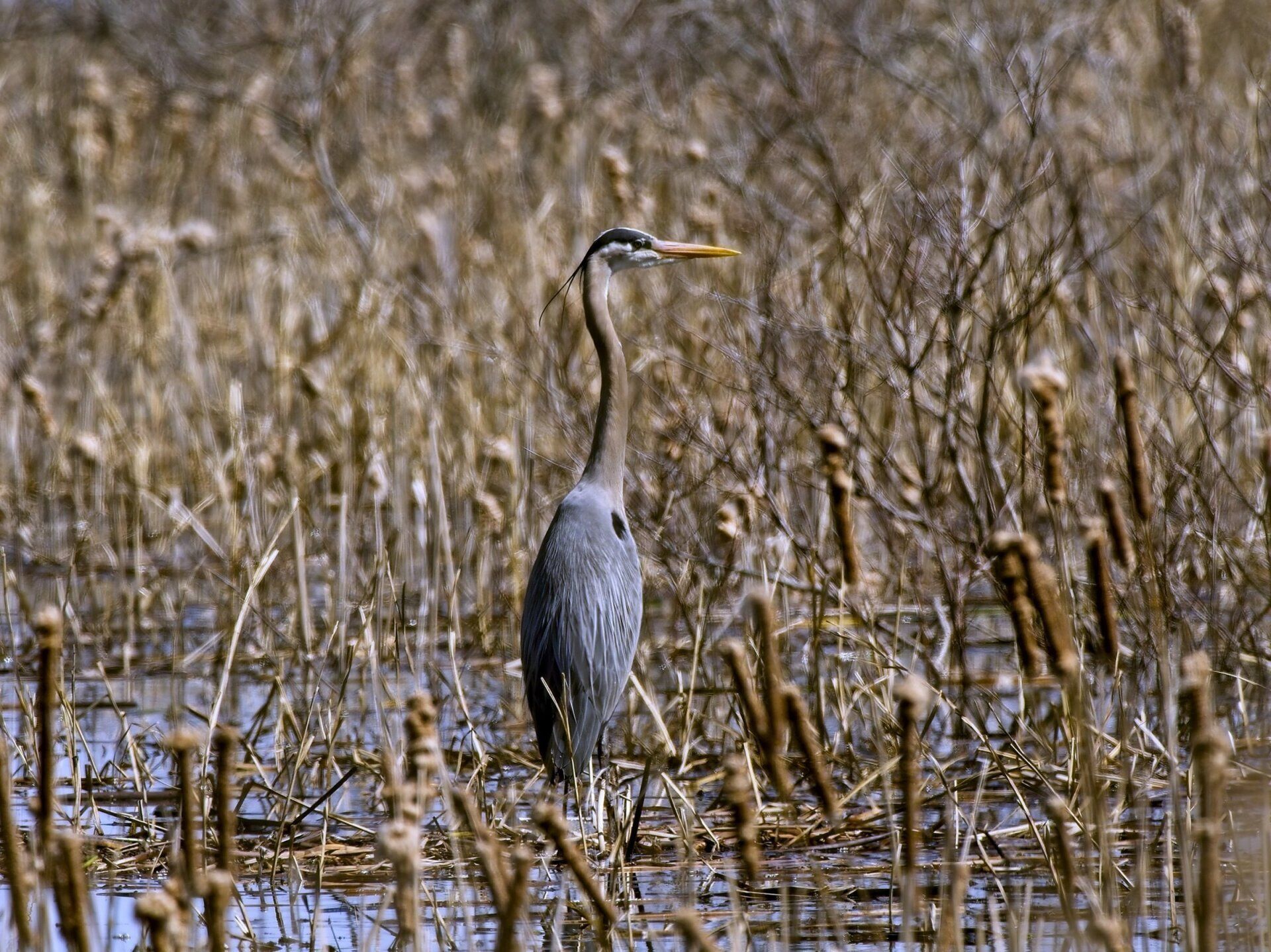 Un grand héron bleu se tient dans un marais entouré d'herbes hautes.