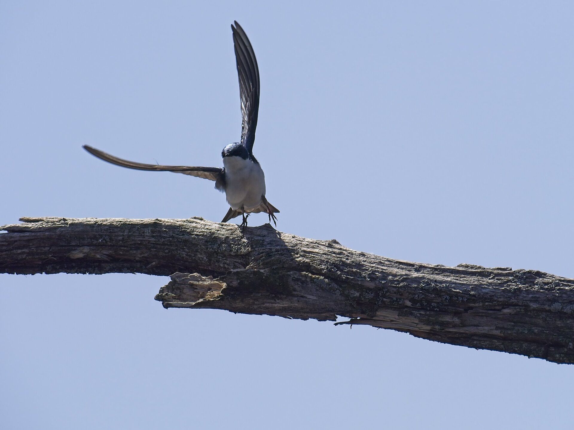 Un oiseau est perché sur une branche d'arbre avec ses ailes déployées