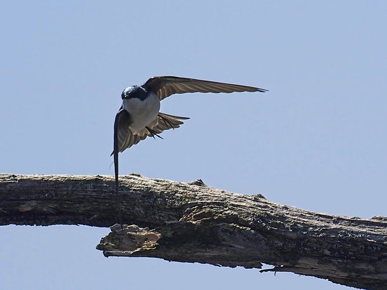 Un oiseau est perché sur une branche d'arbre avec ses ailes déployées