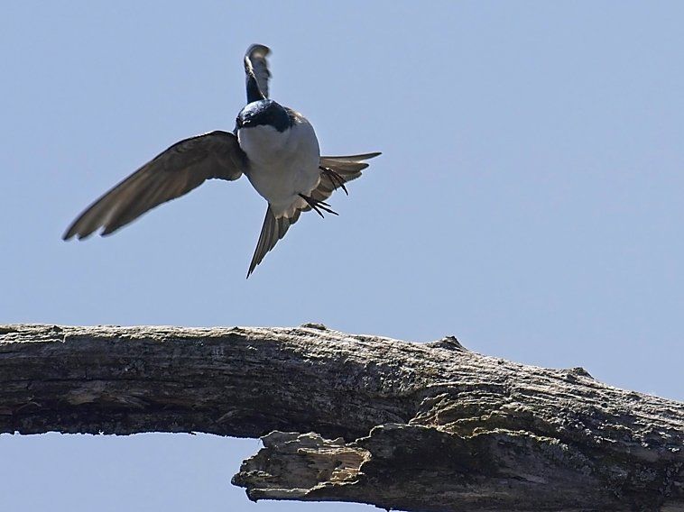 Un oiseau vole au-dessus d'une branche d'arbre