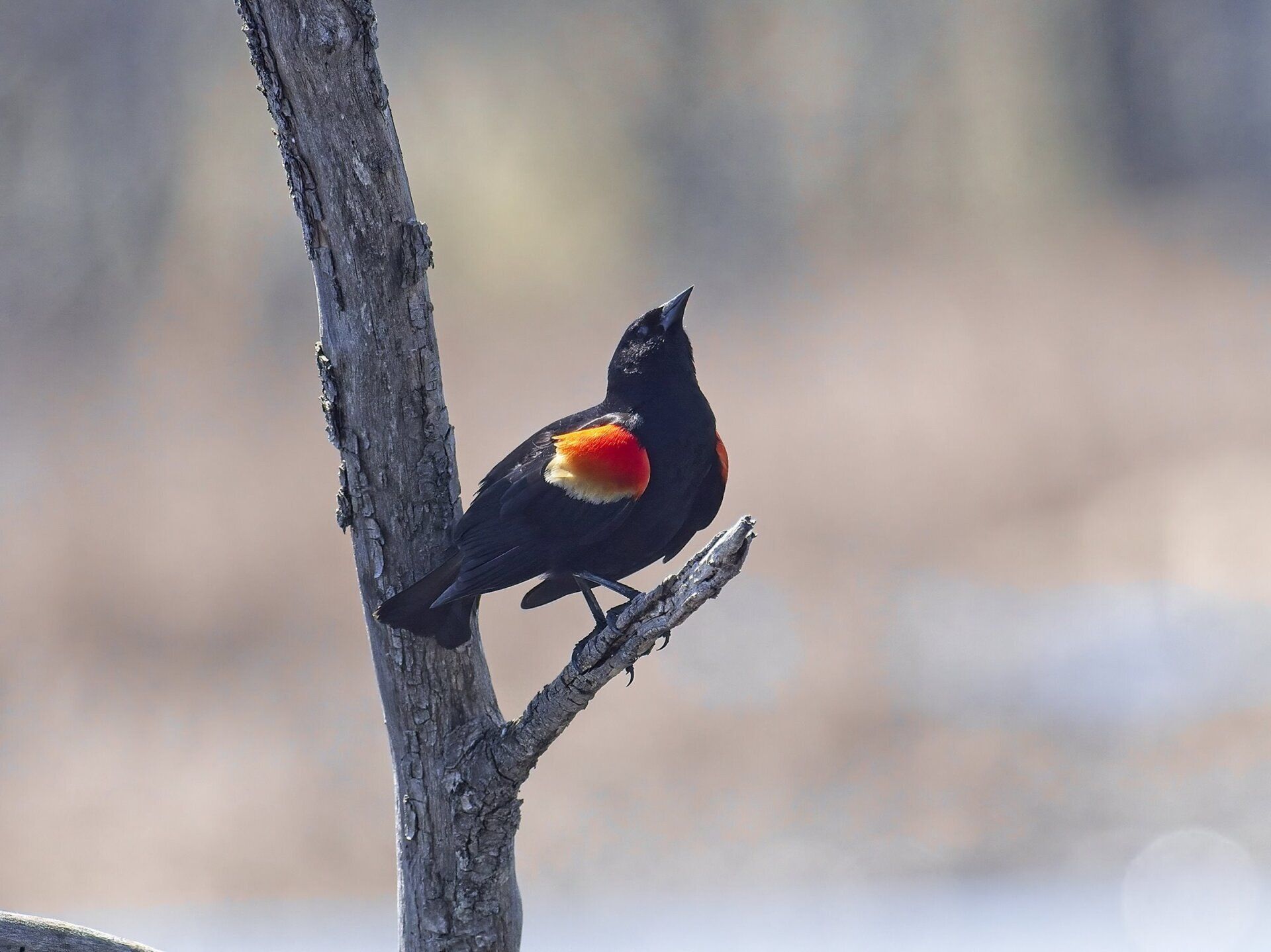 Un oiseau noir et rouge perché sur une branche d'arbre