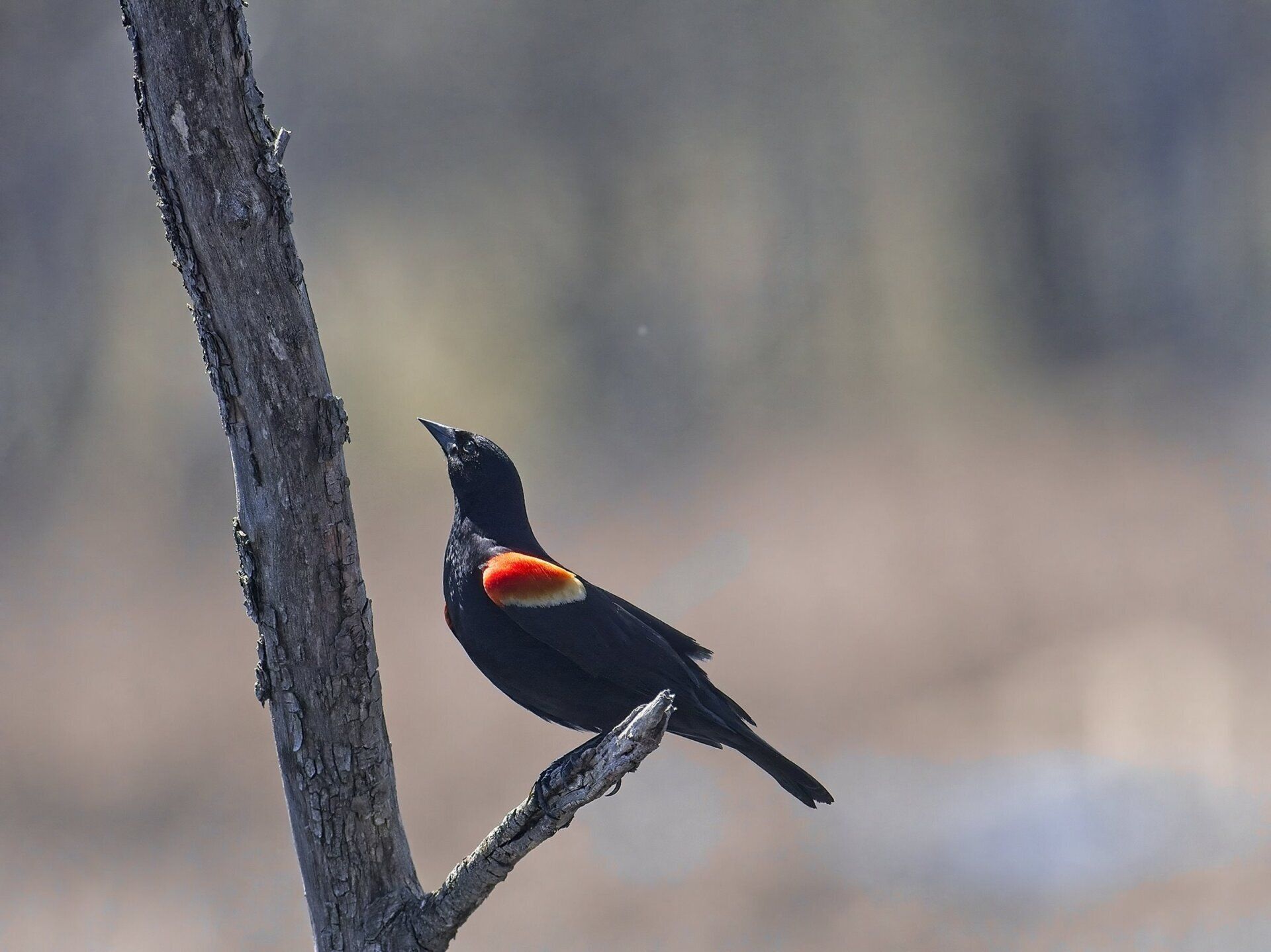 Un oiseau noir et rouge perché sur une branche d'arbre