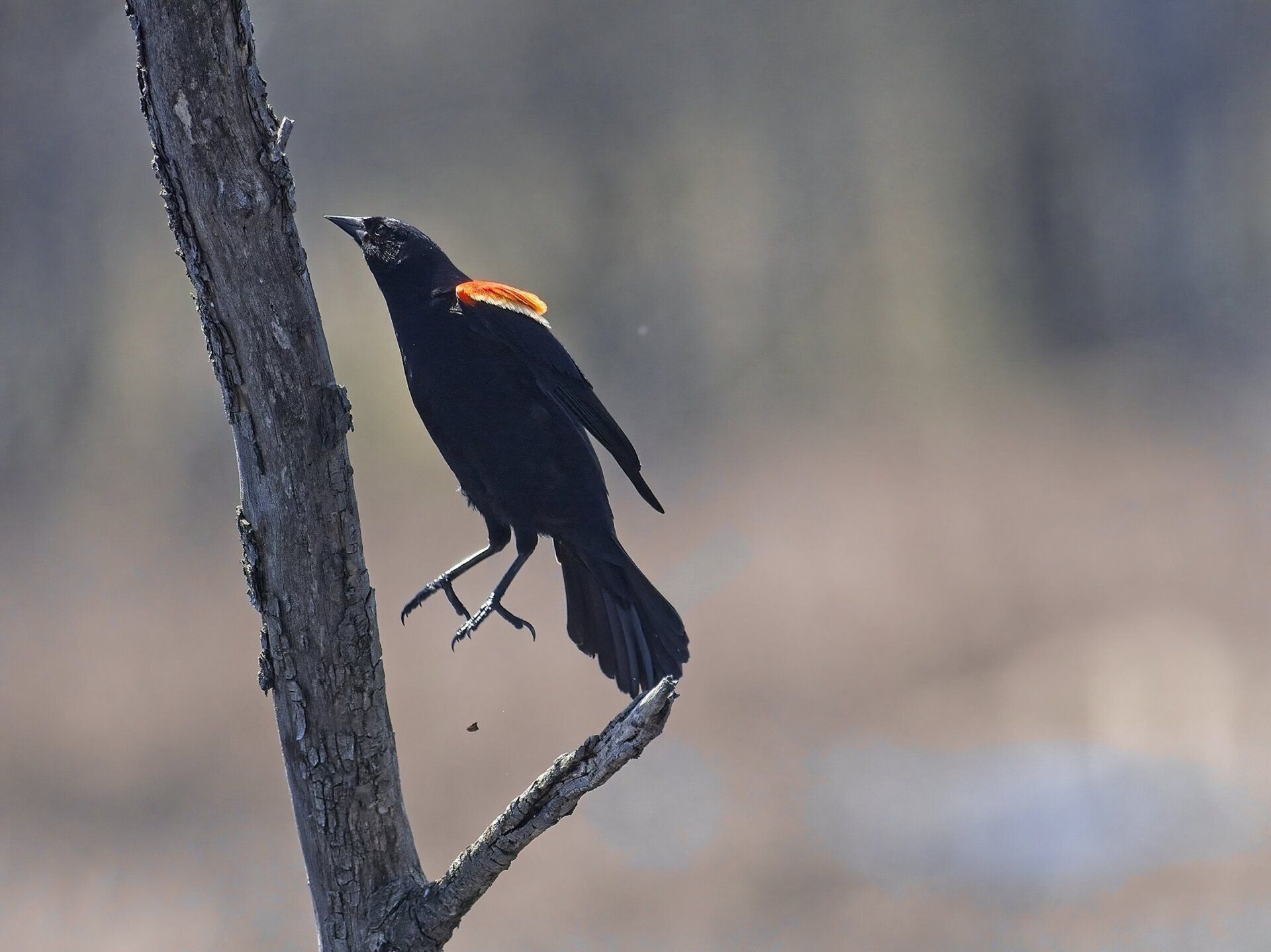 Un oiseau noir au bec orange est perché sur une branche d'arbre