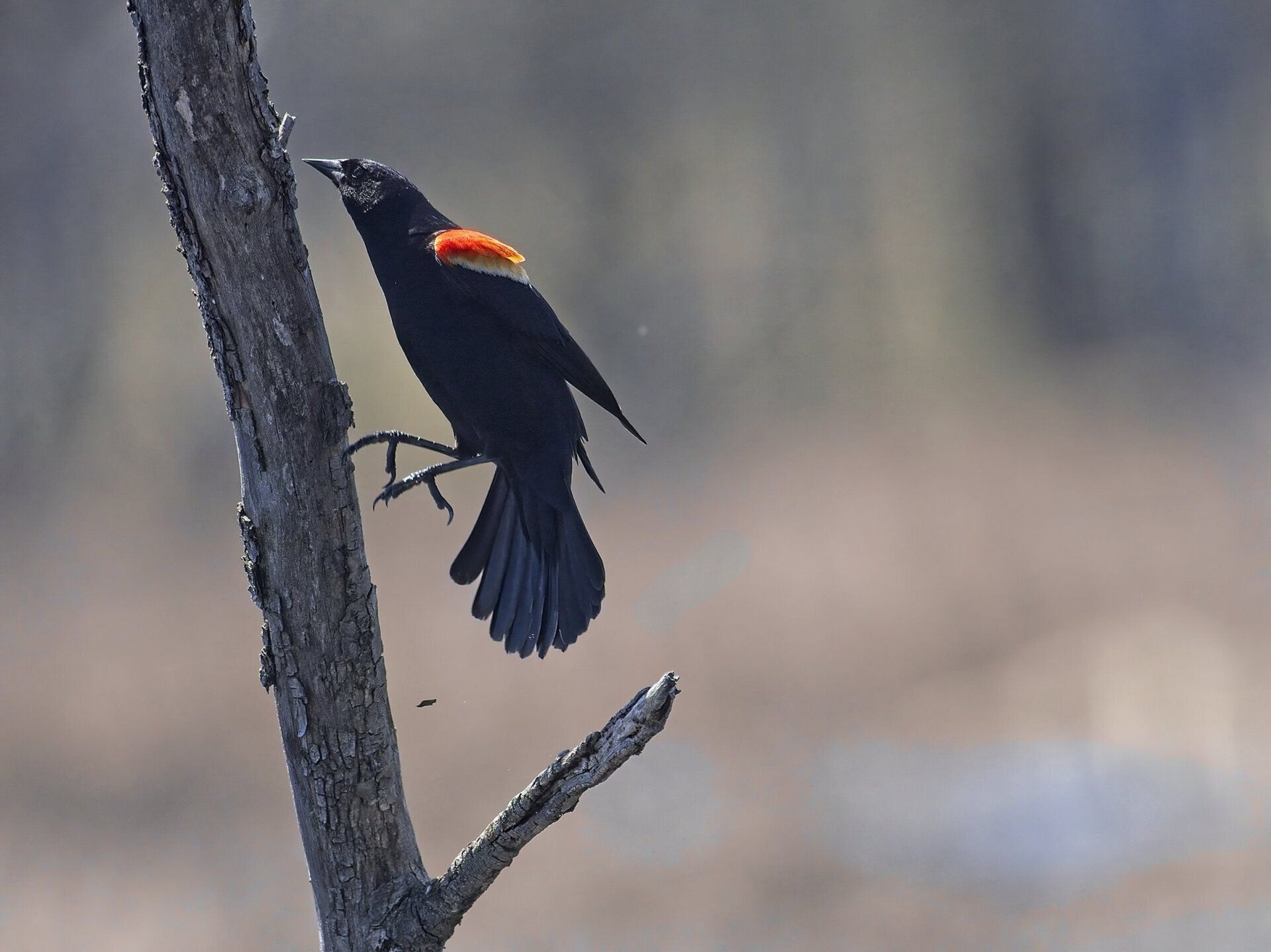 Un oiseau noir au bec rouge est perché sur une branche d'arbre