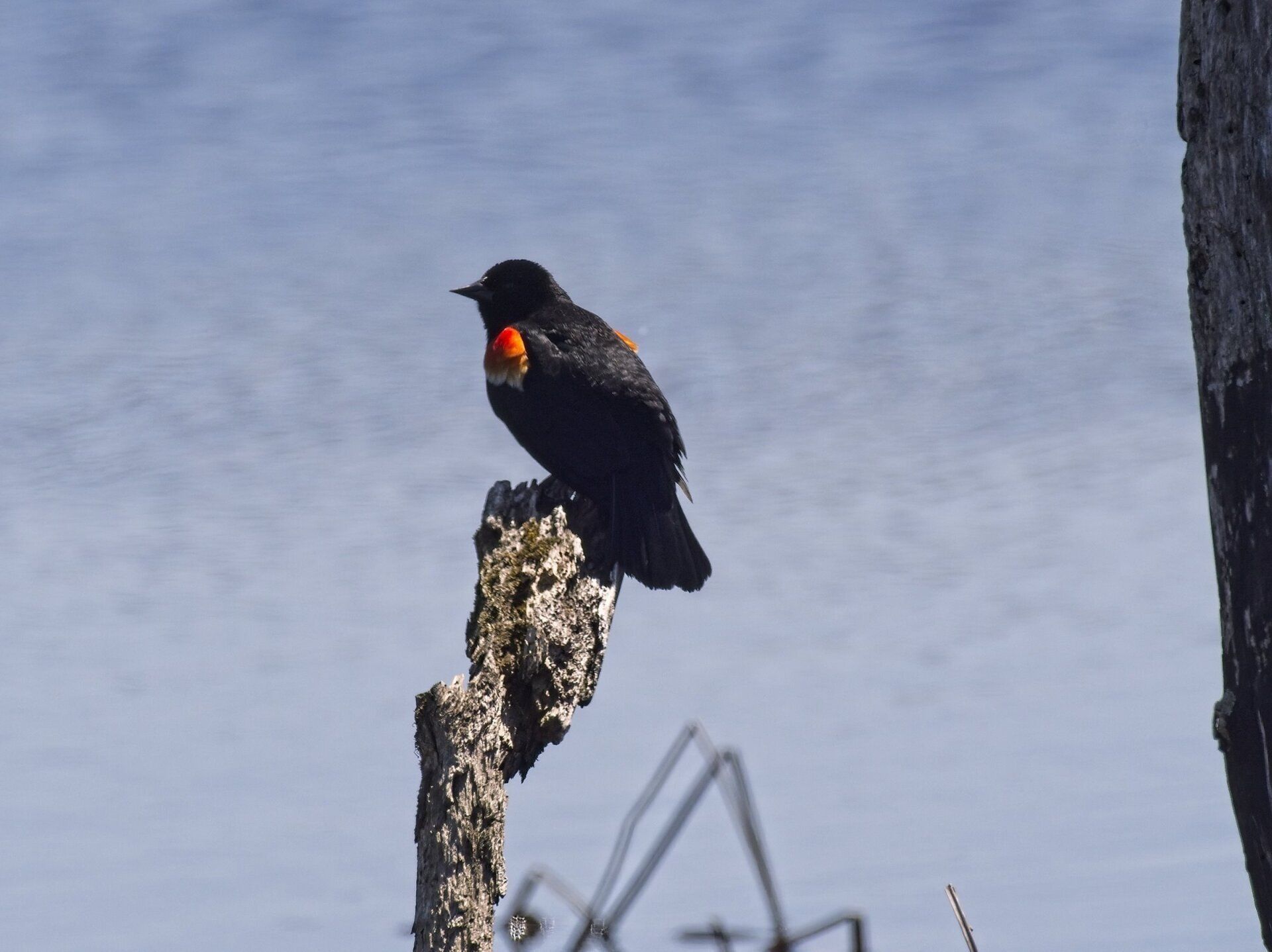 Un oiseau noir et rouge perché sur une branche d'arbre