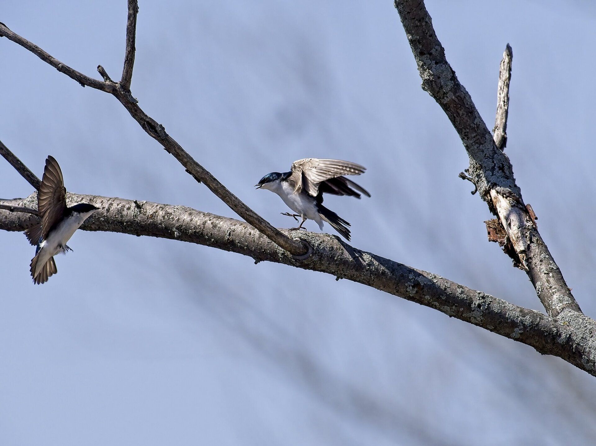 Deux oiseaux sont perchés sur une branche d'arbre.