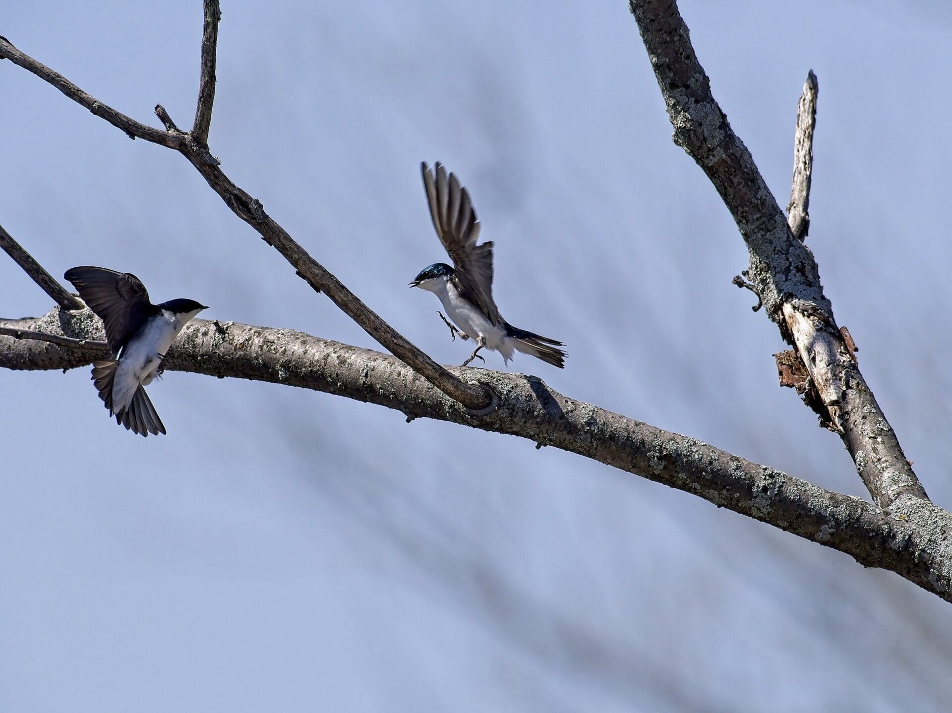Deux oiseaux perchés sur une branche d'arbre dont un s'envole