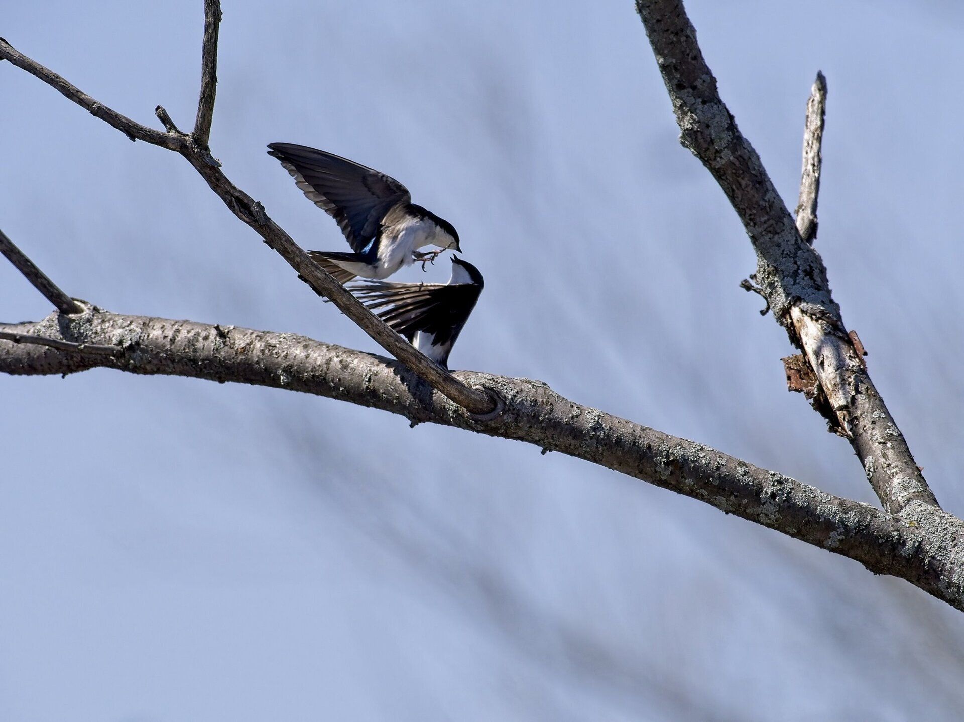Un oiseau perché sur une branche d'arbre avec ses ailes déployées