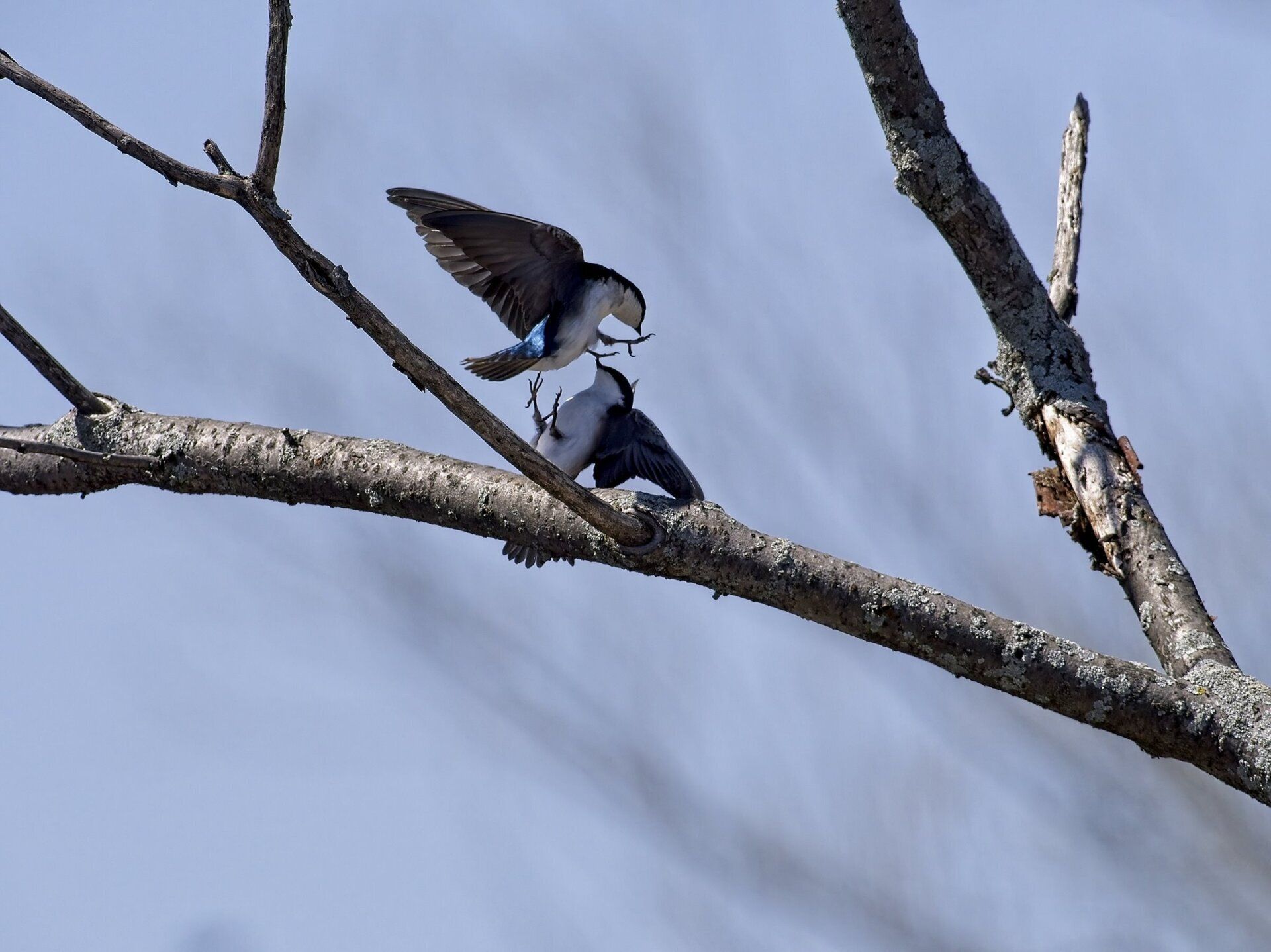 Deux oiseaux sont perchés sur une branche d'arbre.